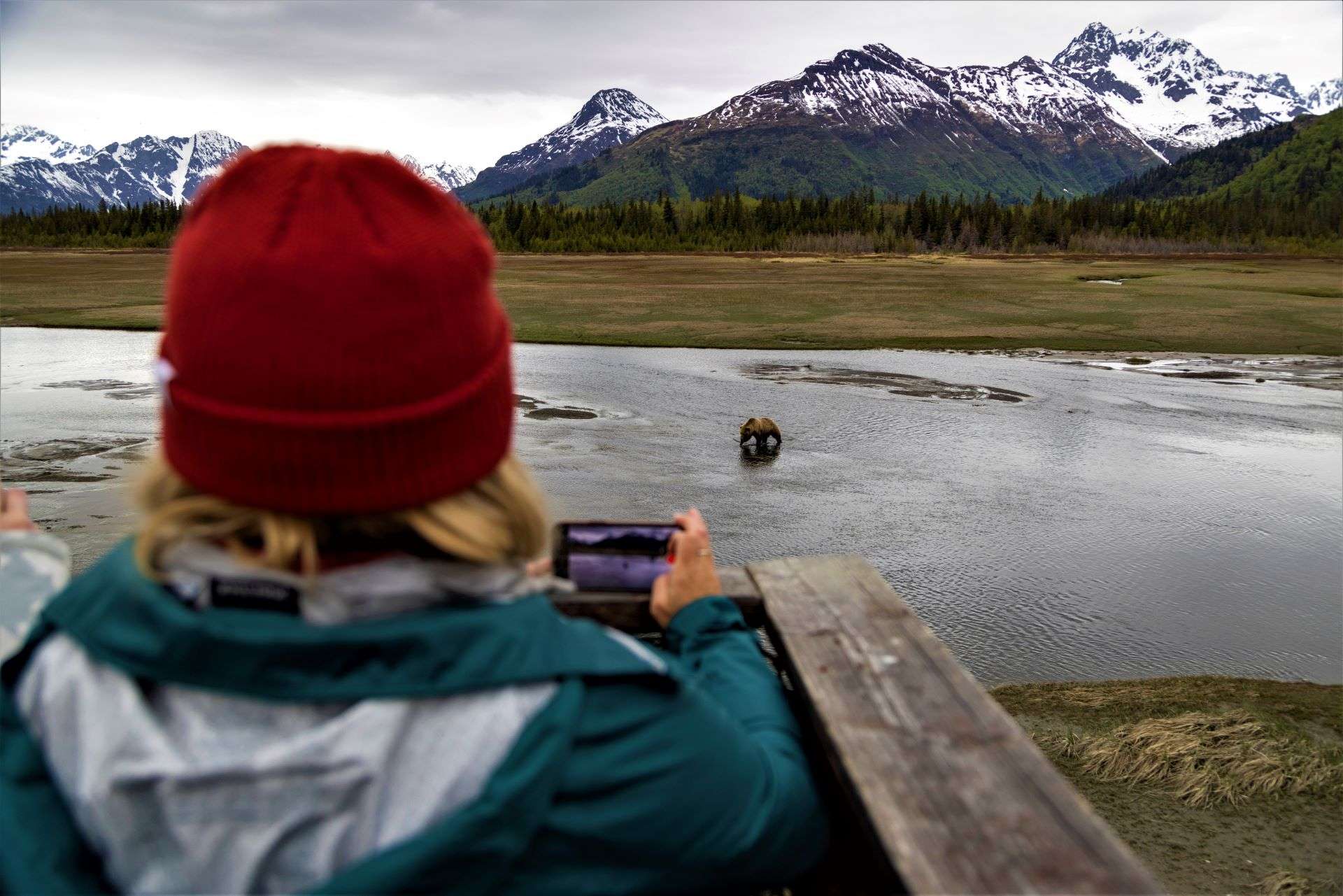 A Brown Bear in the water being recorded by a NatHab group member