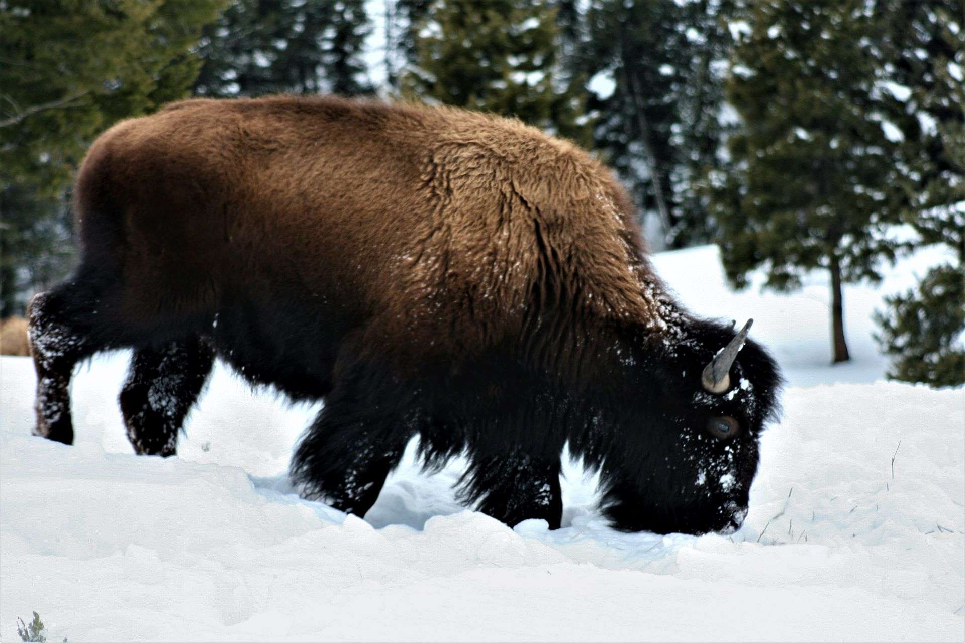 Bison grazing in the wintertime at Yellowstone National Park