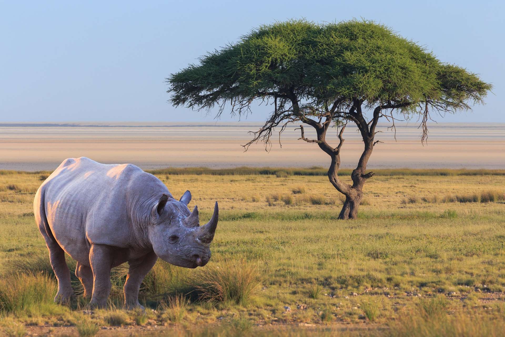 Black rhino in South Africa.