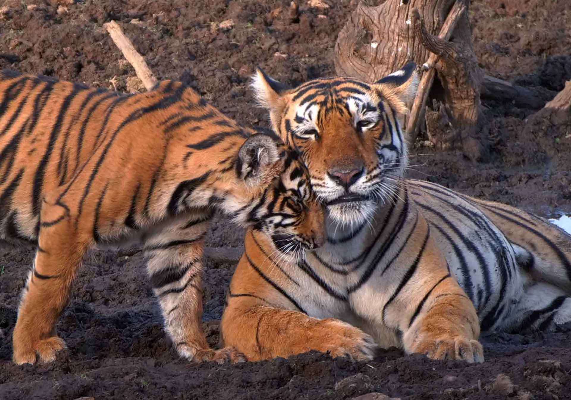 A tiger mother and cub bond in Ranthambore National Park, India