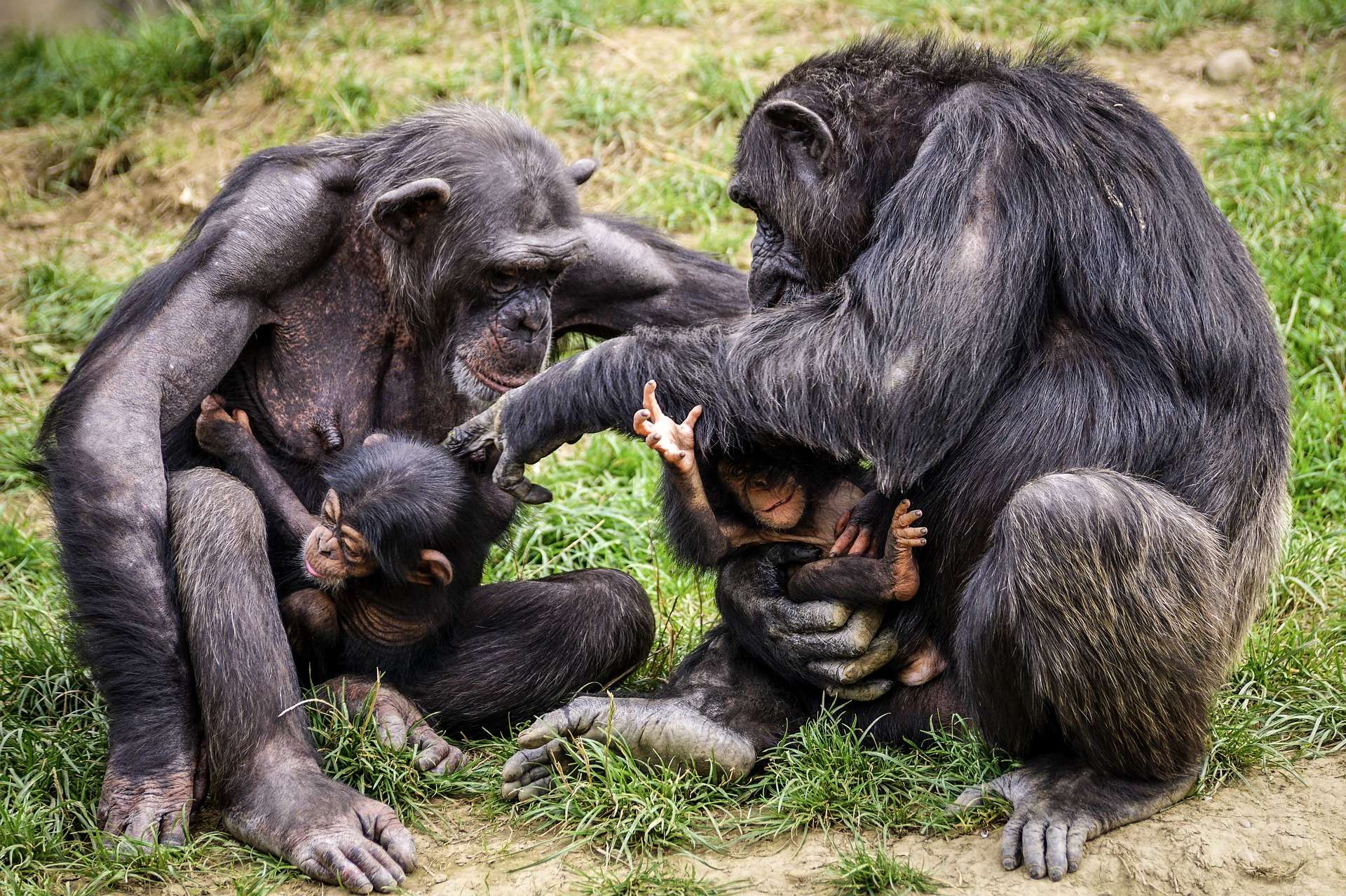 A chimpanzee family in Uganda.