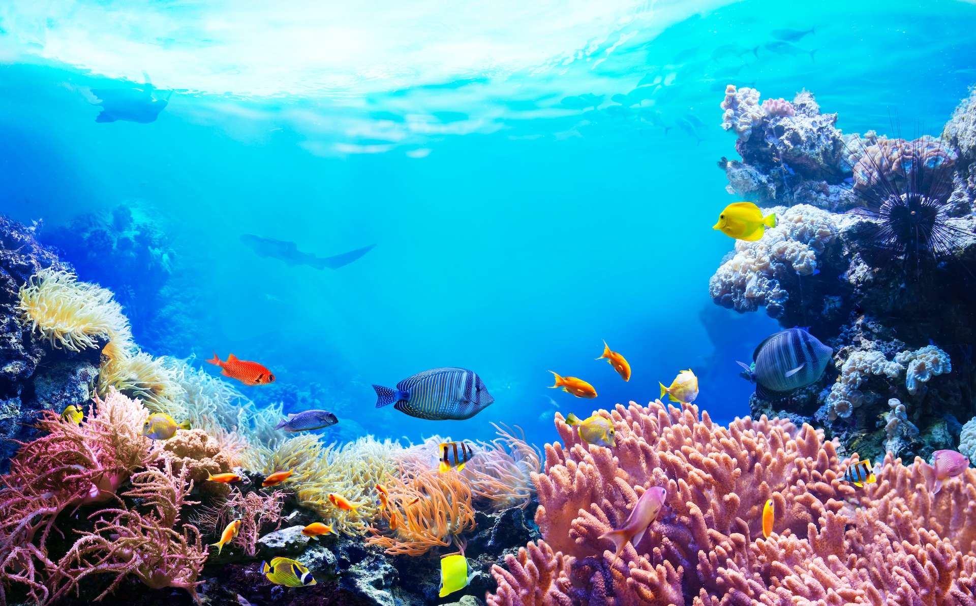 Animals of the underwater sea world. Ecosystem. Colorful tropical fish. Life in the coral reef.