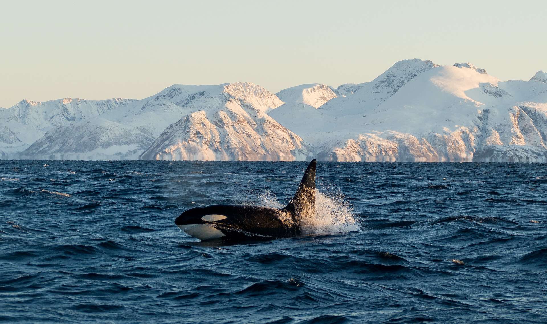 Orca (Orcinus / cetacean / killer whale) shows his head and fin in the fjords of the lofoten in norway during whale watching