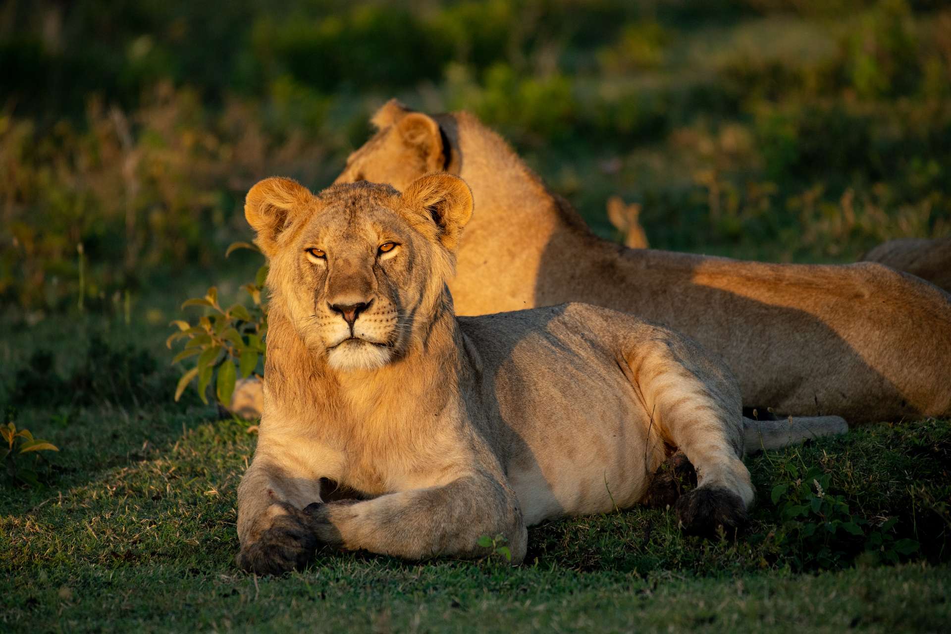 A lioness sitting on grass in Tanzania. 