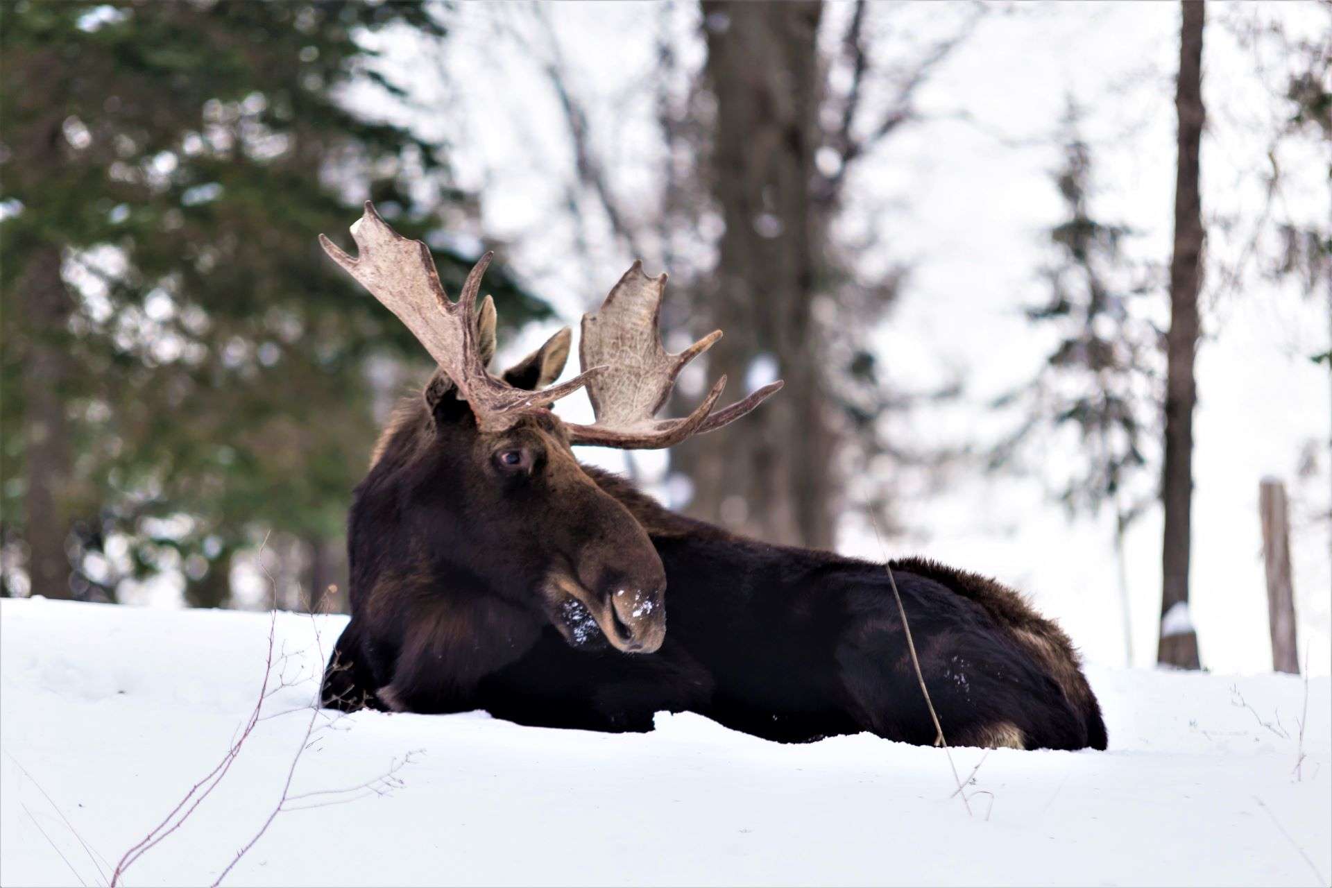 A Moose during the winter sitting in the snow. 