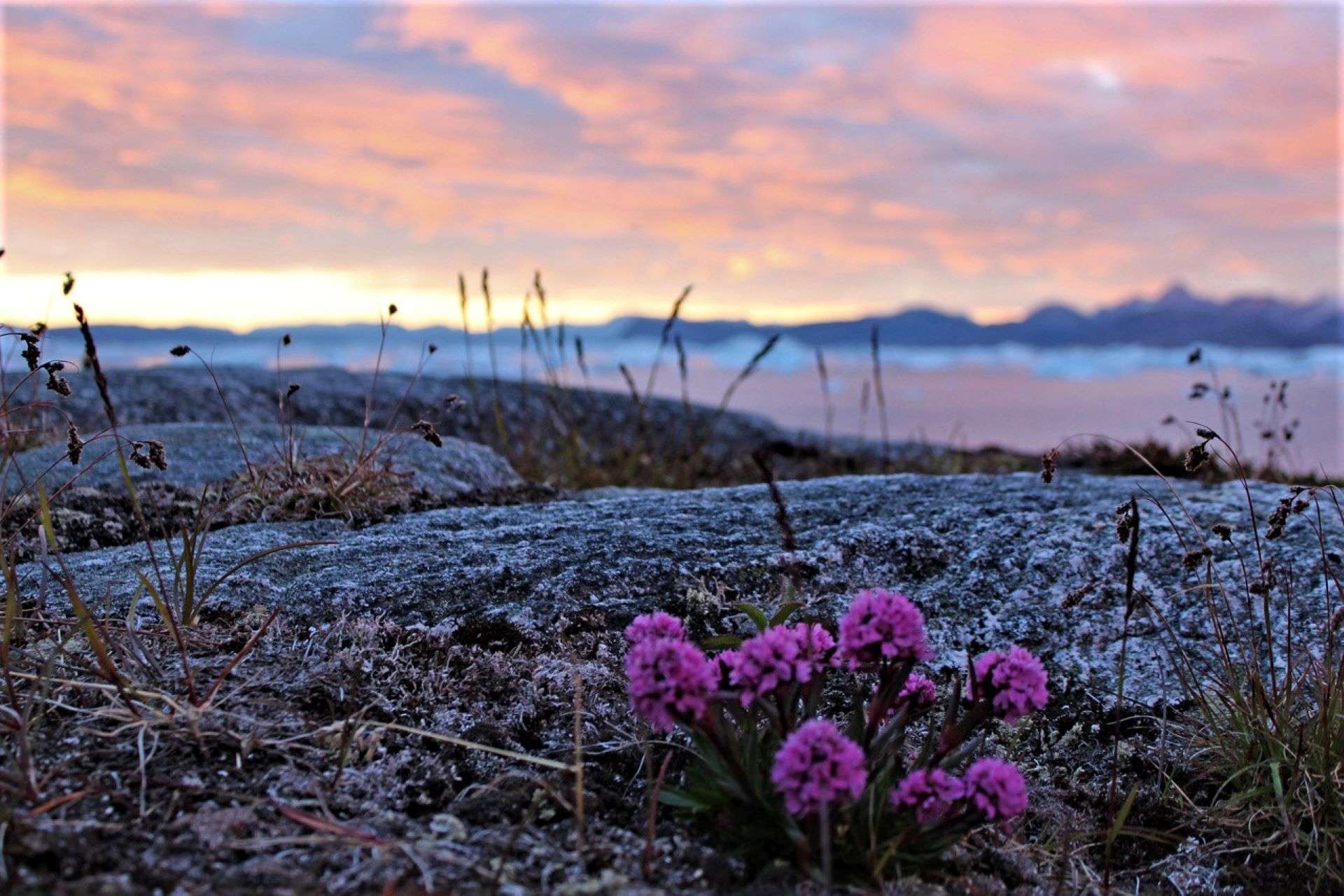 Arctic wild flowers on a rock with a horizon view of a sunset.