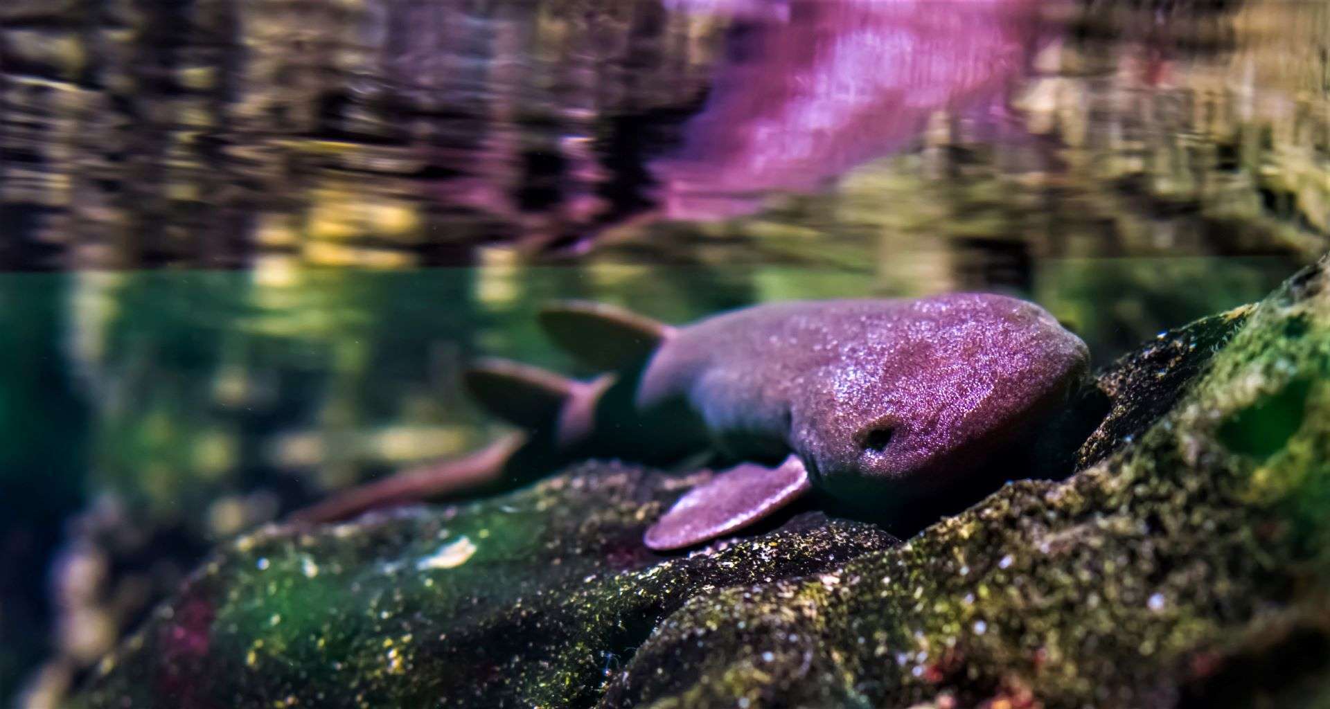 a close-up image of a a short tail nurse shark laying on a rock, a threatened animal species from the Indian Ocean.