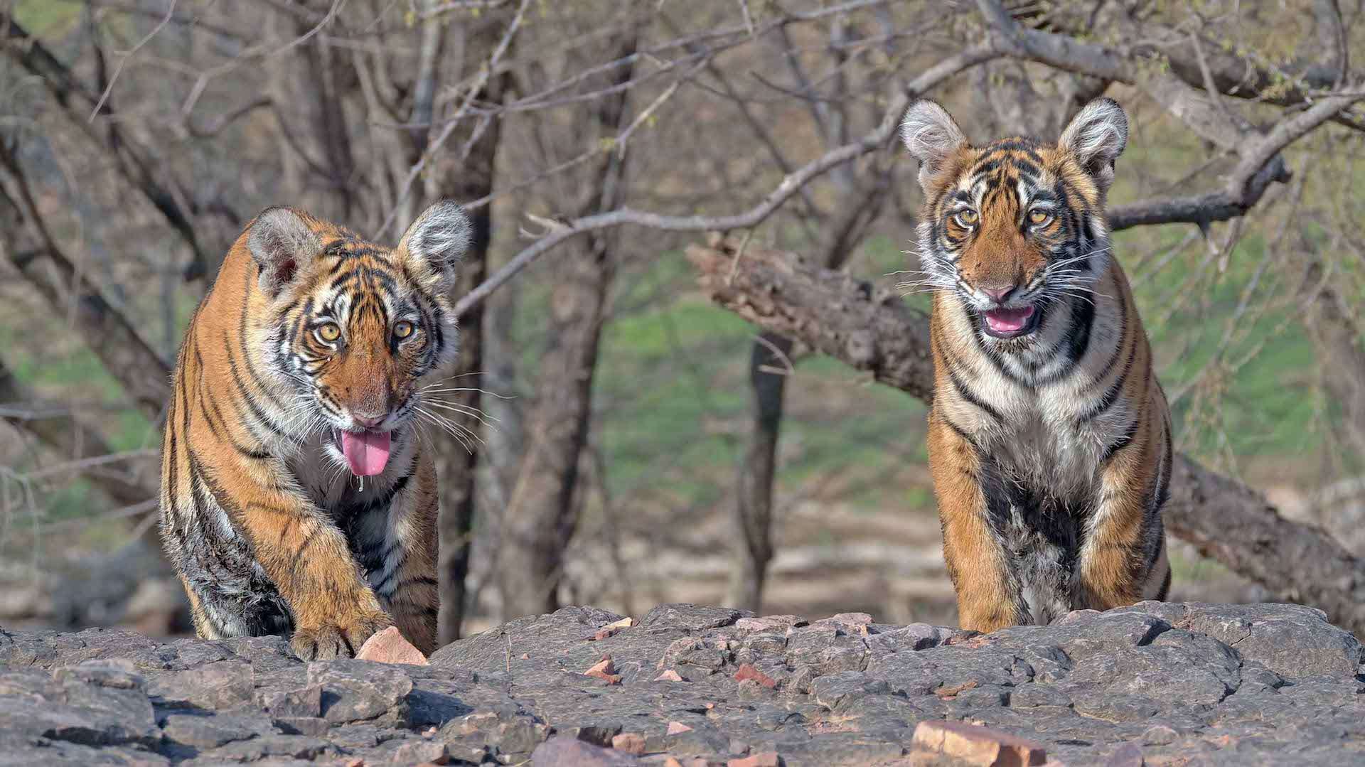 Two tiger cubs in one of India's nature reserves