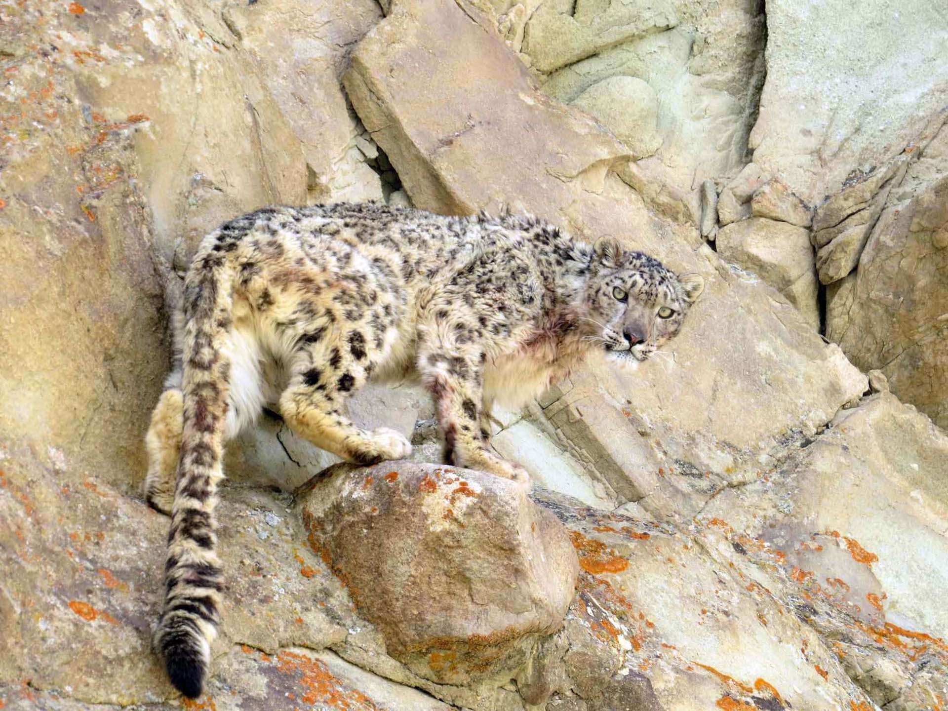 A snow leopard in India up in the rocks. 