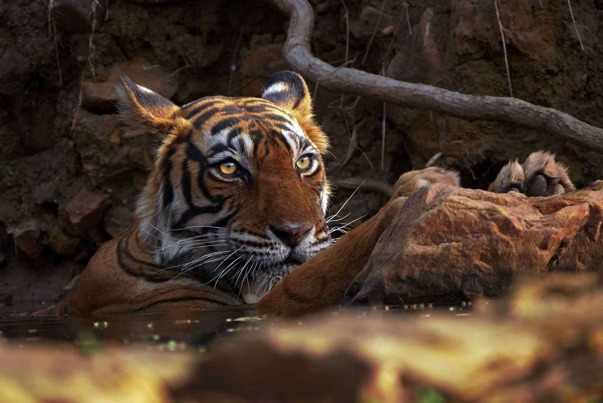 A striking photo of a tiger in India 