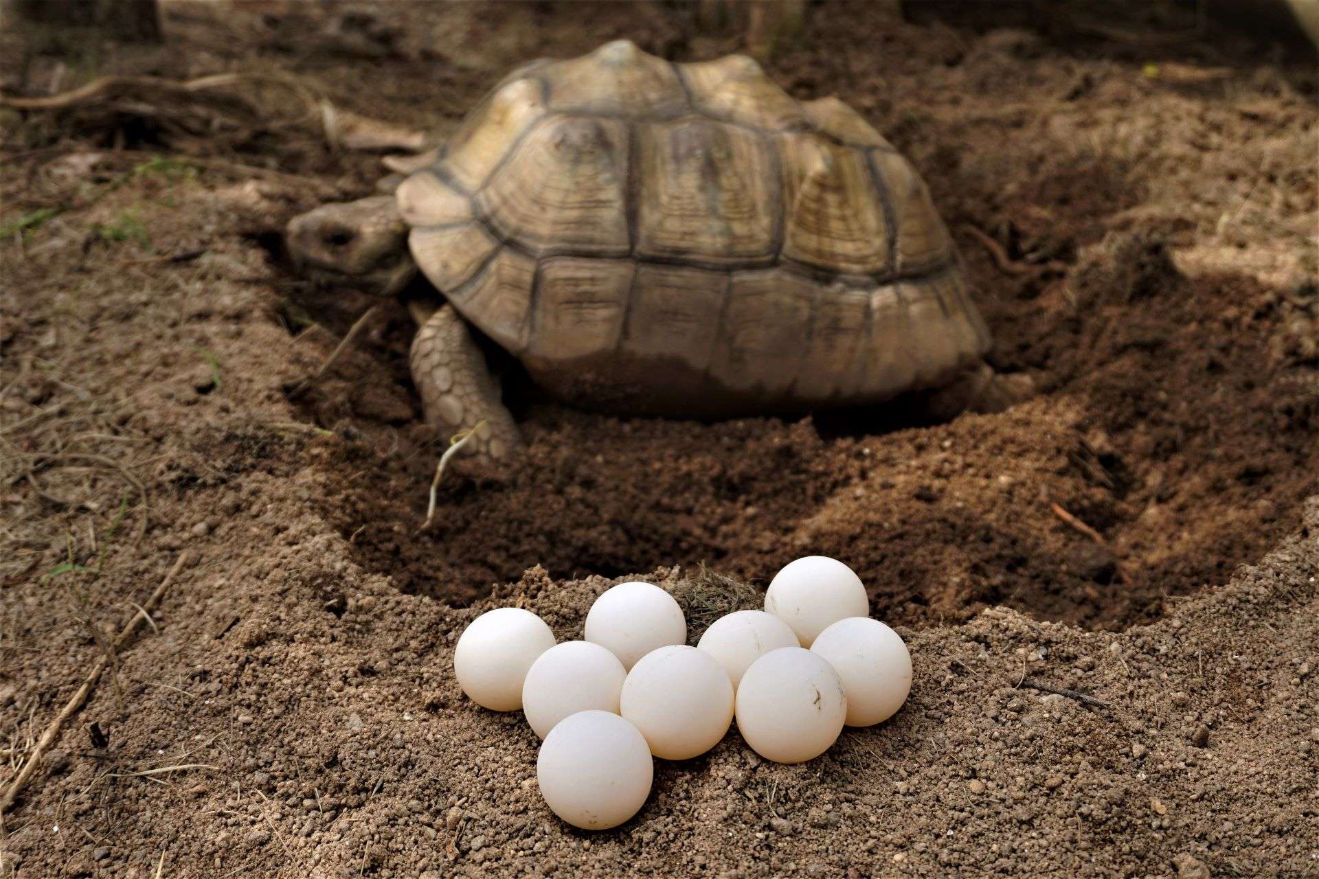 Tortoise Nesting and Egg Laying, Female tortoise laying eggs.