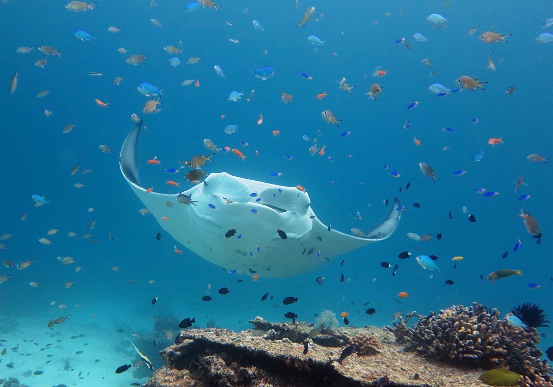 Manta Ray swimming over coral reef in North Australia with fish