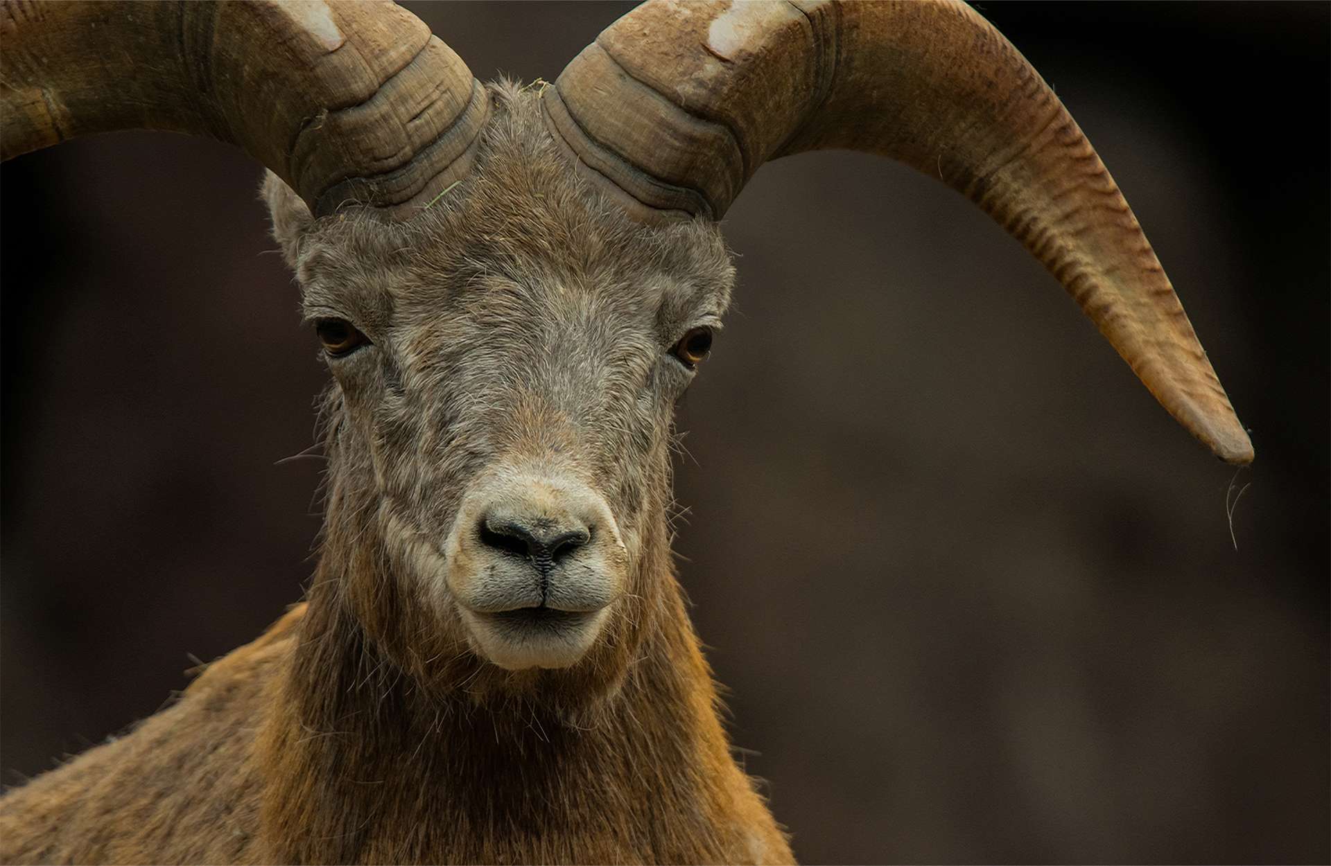 Sierra Nevada bighorn sheep subspecies closeup ungulate portrait