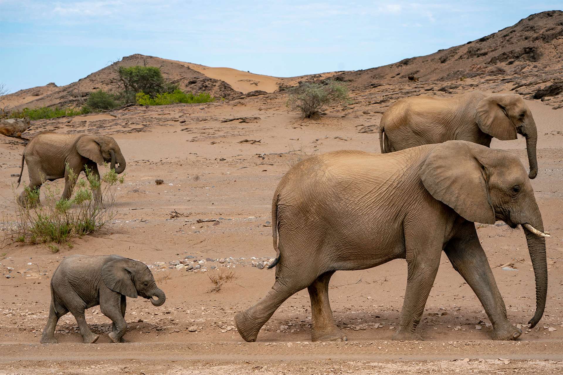 Group of older and younger elephants walking in Namibia
