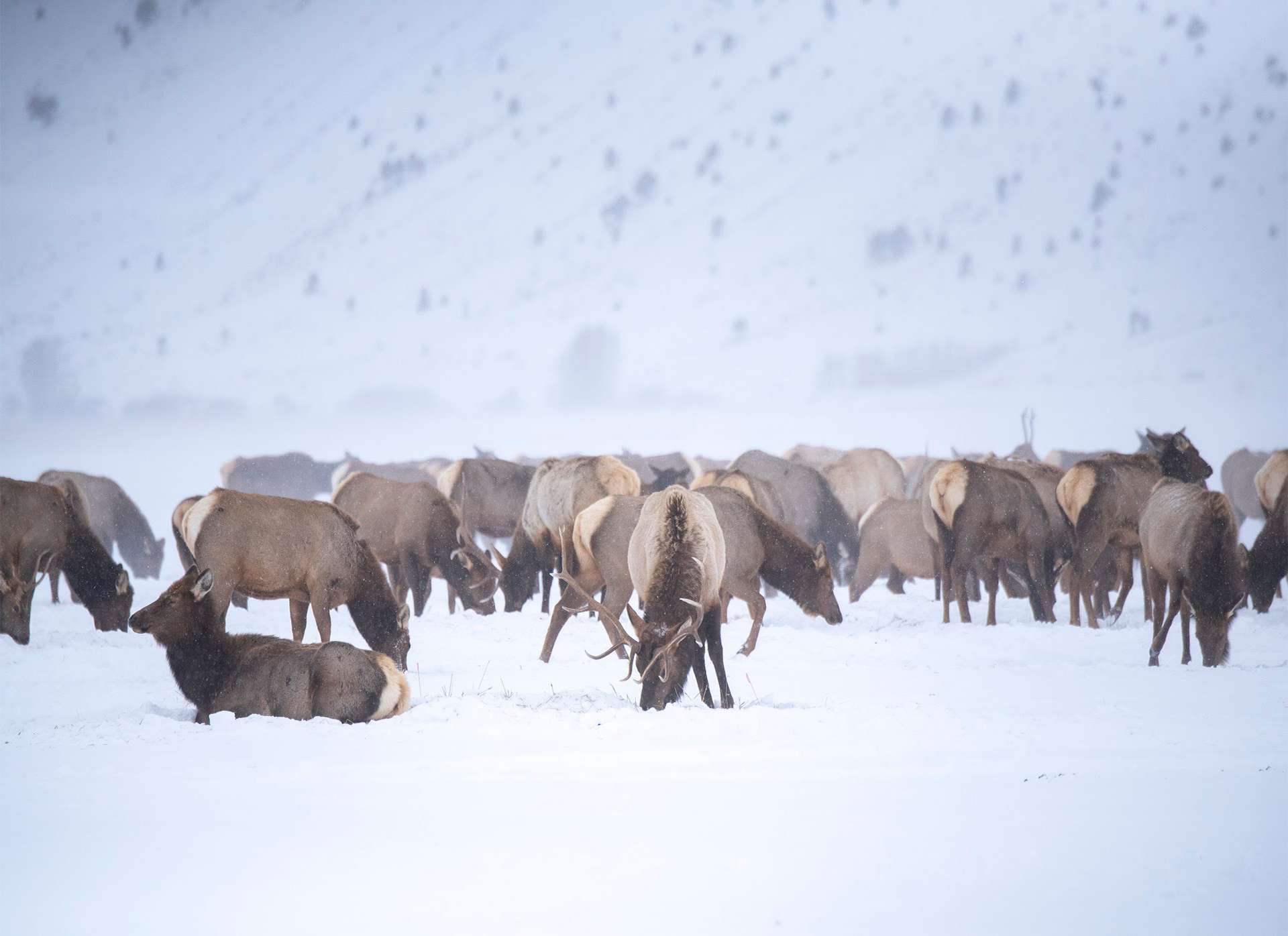 Herd of wild elk in winter snowstorm