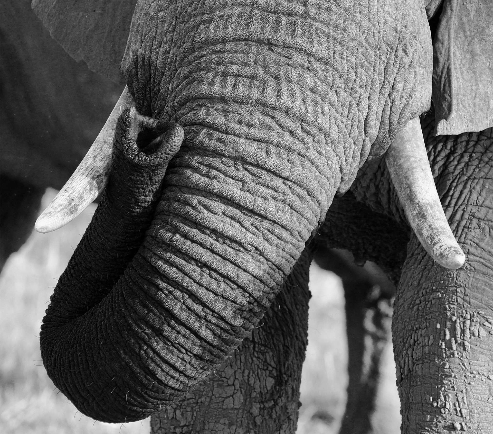 Black and white photo of elephant trunk and tusks