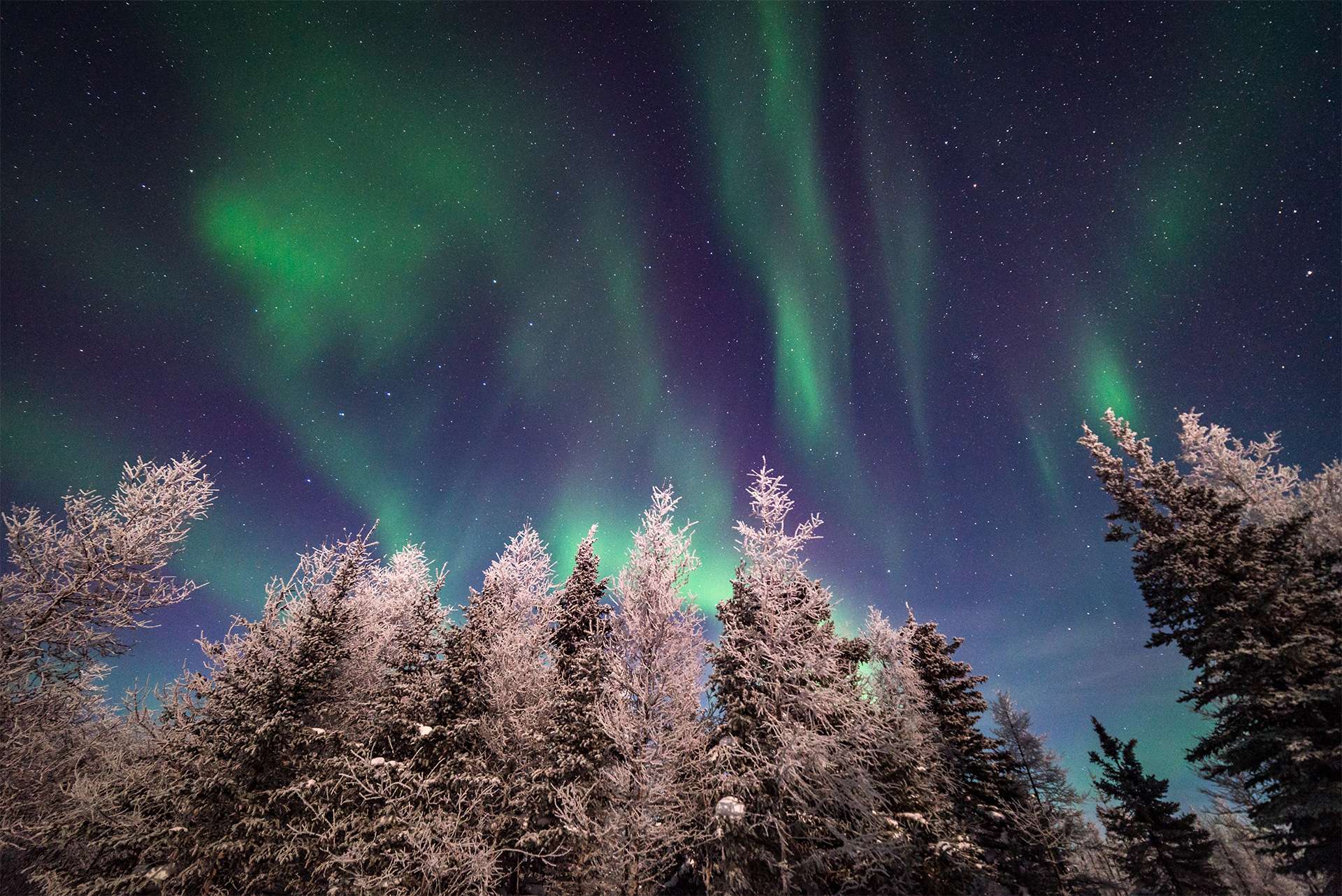 Northern lights over crystal snow covered trees in winter in Churchill Canada arctic