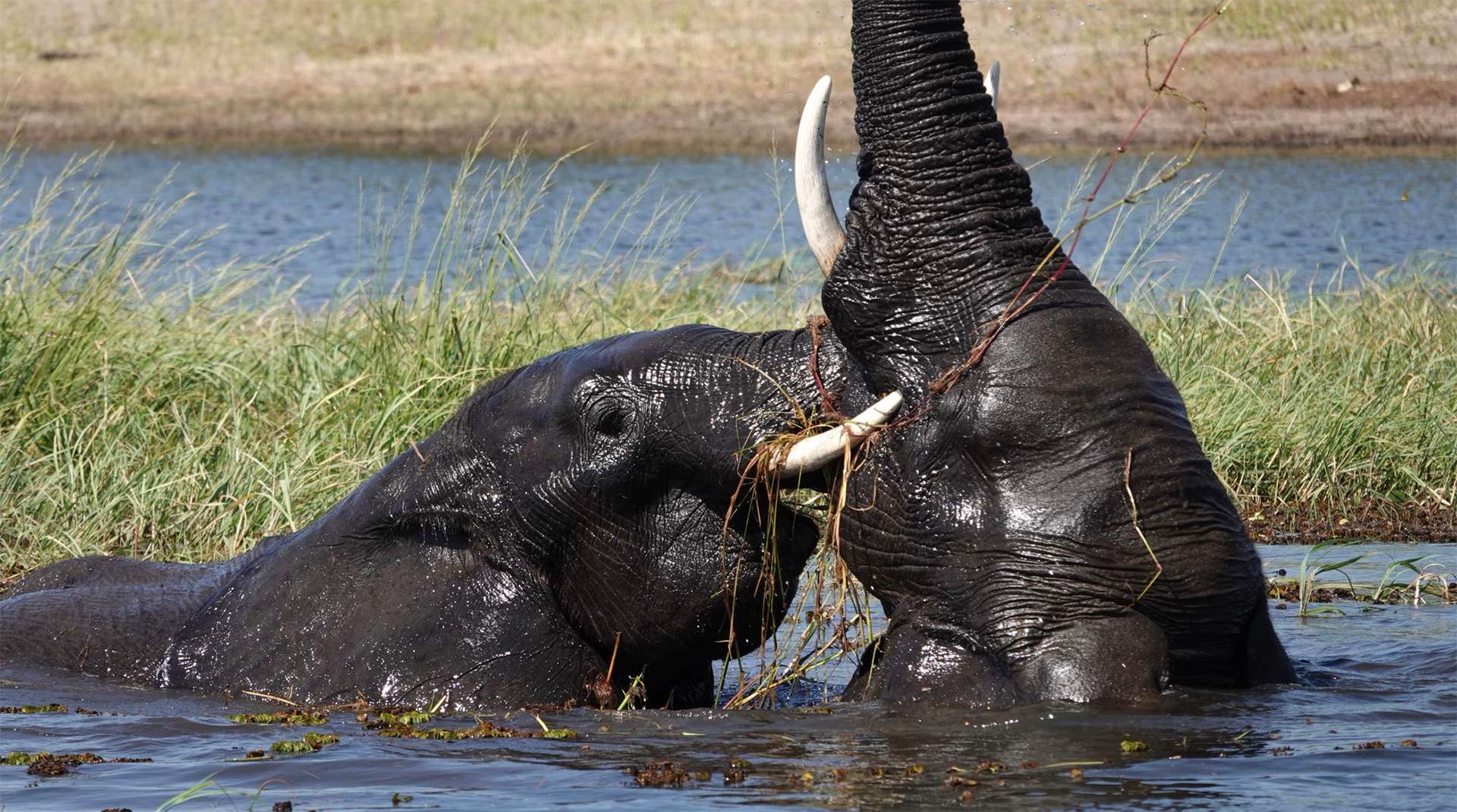 Two elephants playing and fighting in the waters of Botswana with tusks and trunks in the air
