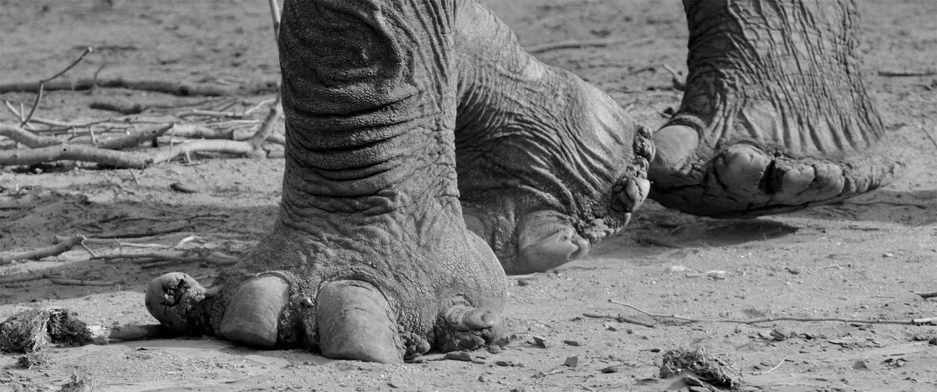 Black and white photo elephant legs, feet and toes