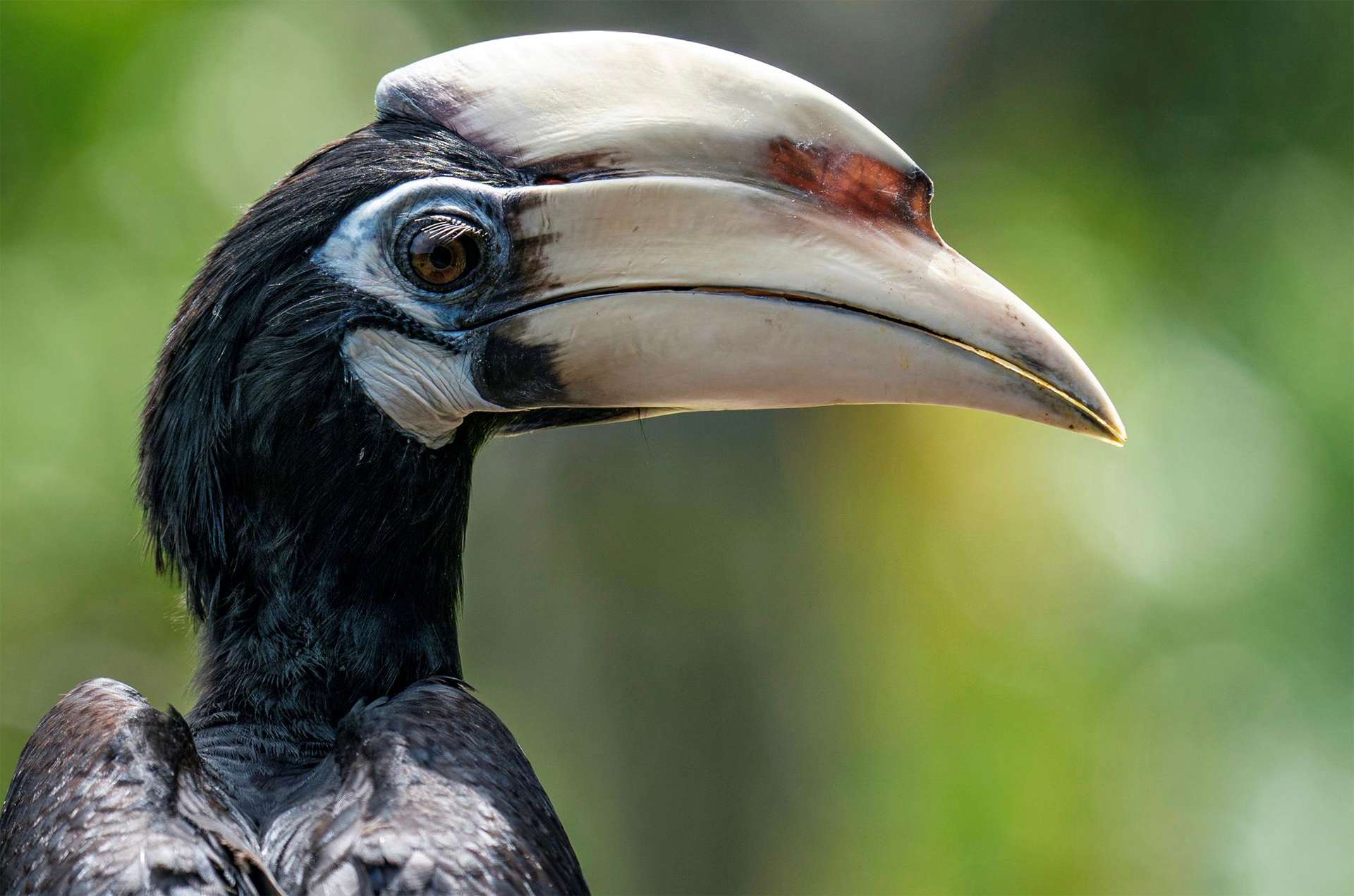 Borneo hornbill bird 