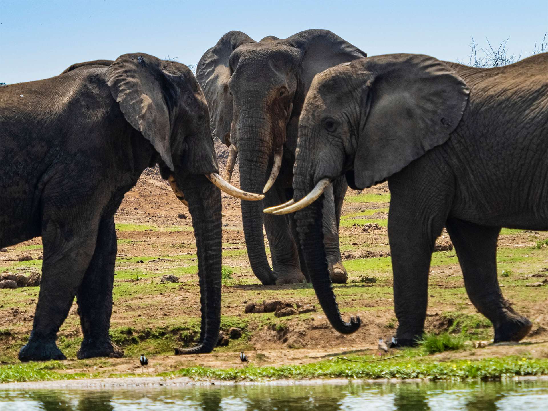 Three elephants with tusks facing each other