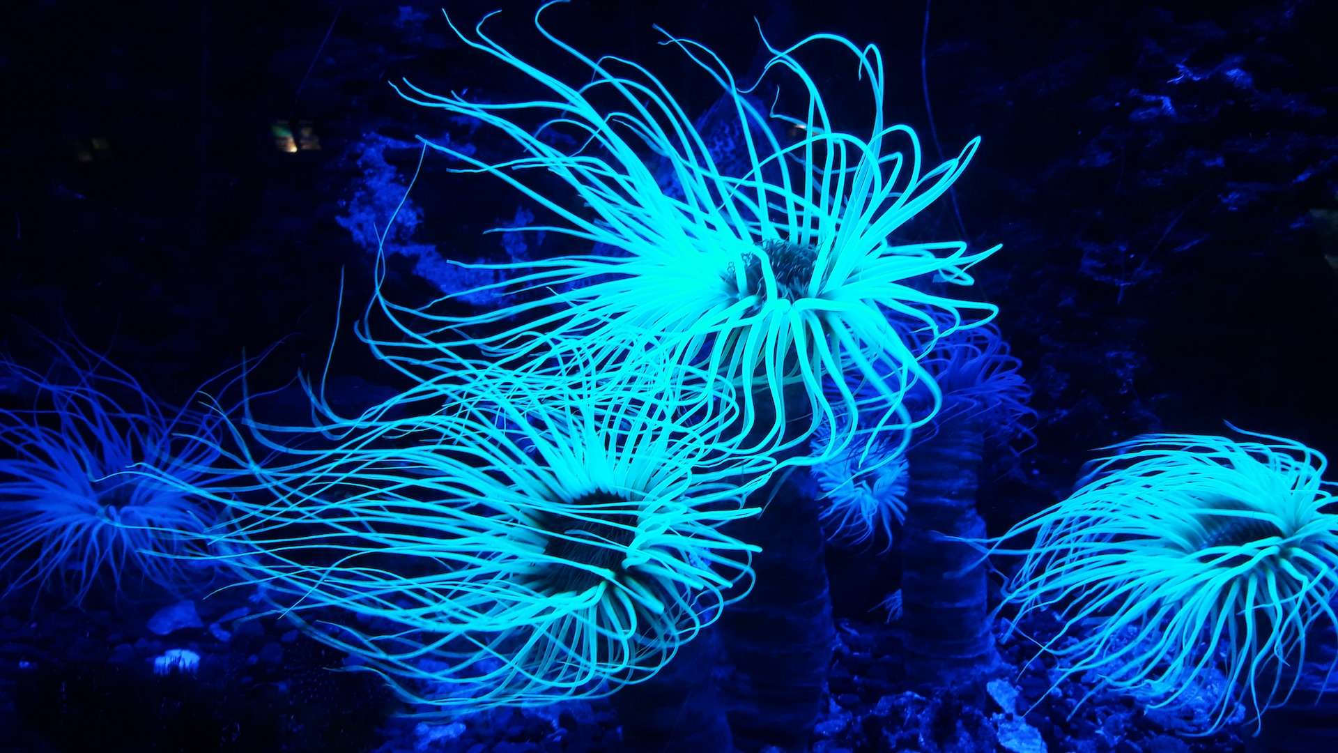 Planta bioluminiscente de arrecife de coral del océano.