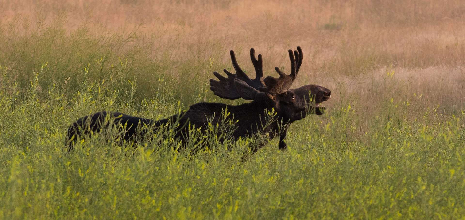 Bull moose calls out in summer field at golden hour