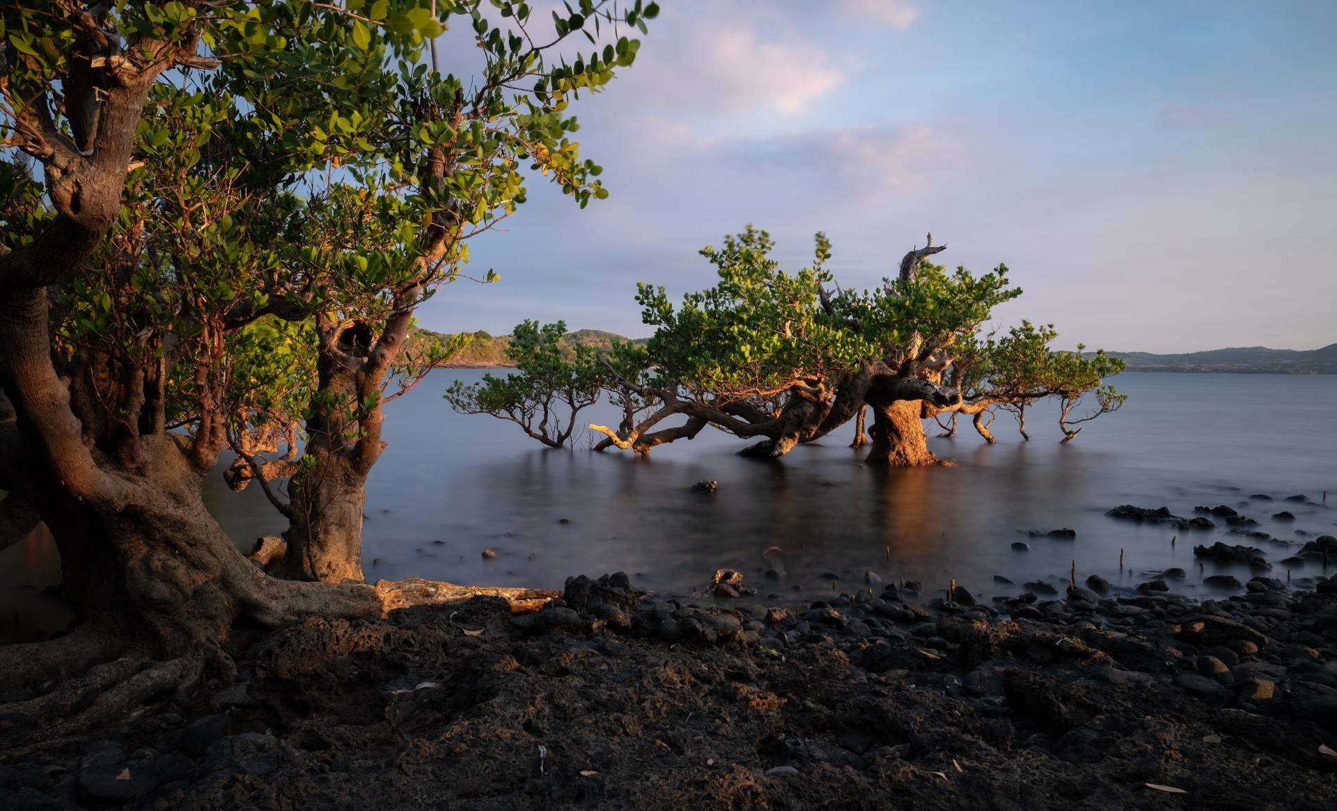 Coastal mangroves