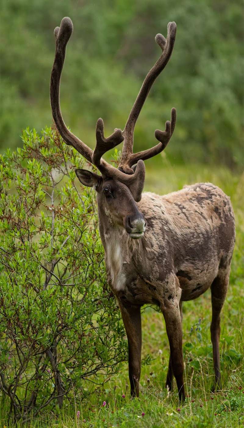Wild ungulate caribou of Alaska in summer with big velvet antlers and shedding fur