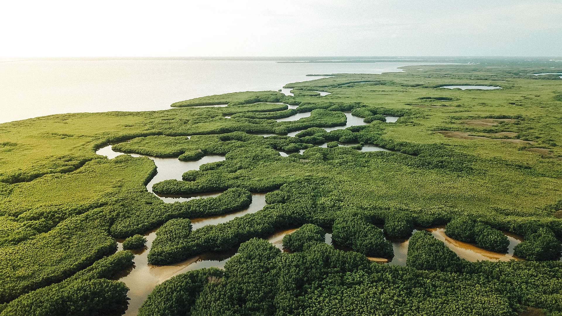Florida river veins swampy waters muddy waters Everglades National Park