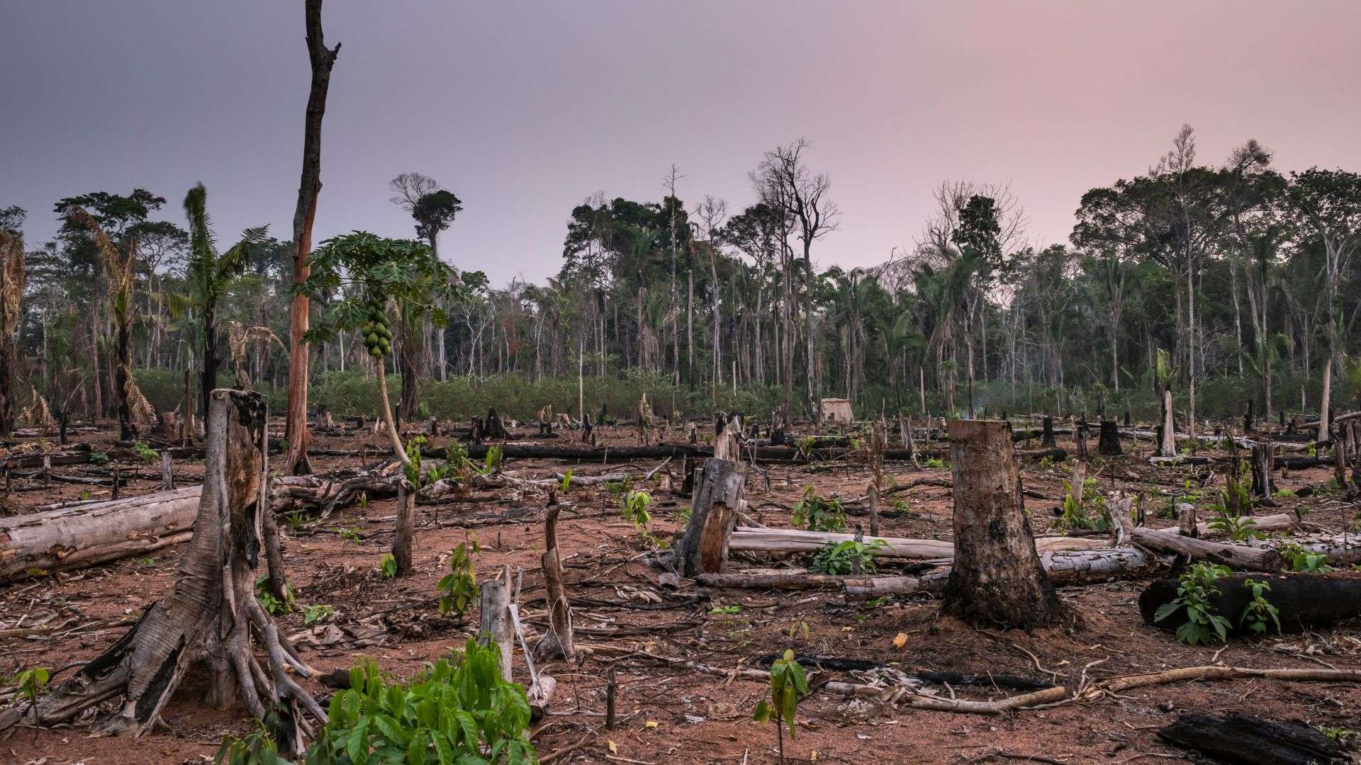 Deforestación en la selva amazónica que rodea la Tierra Indígena Uru-eu-wau-wau, en septiembre de 2020