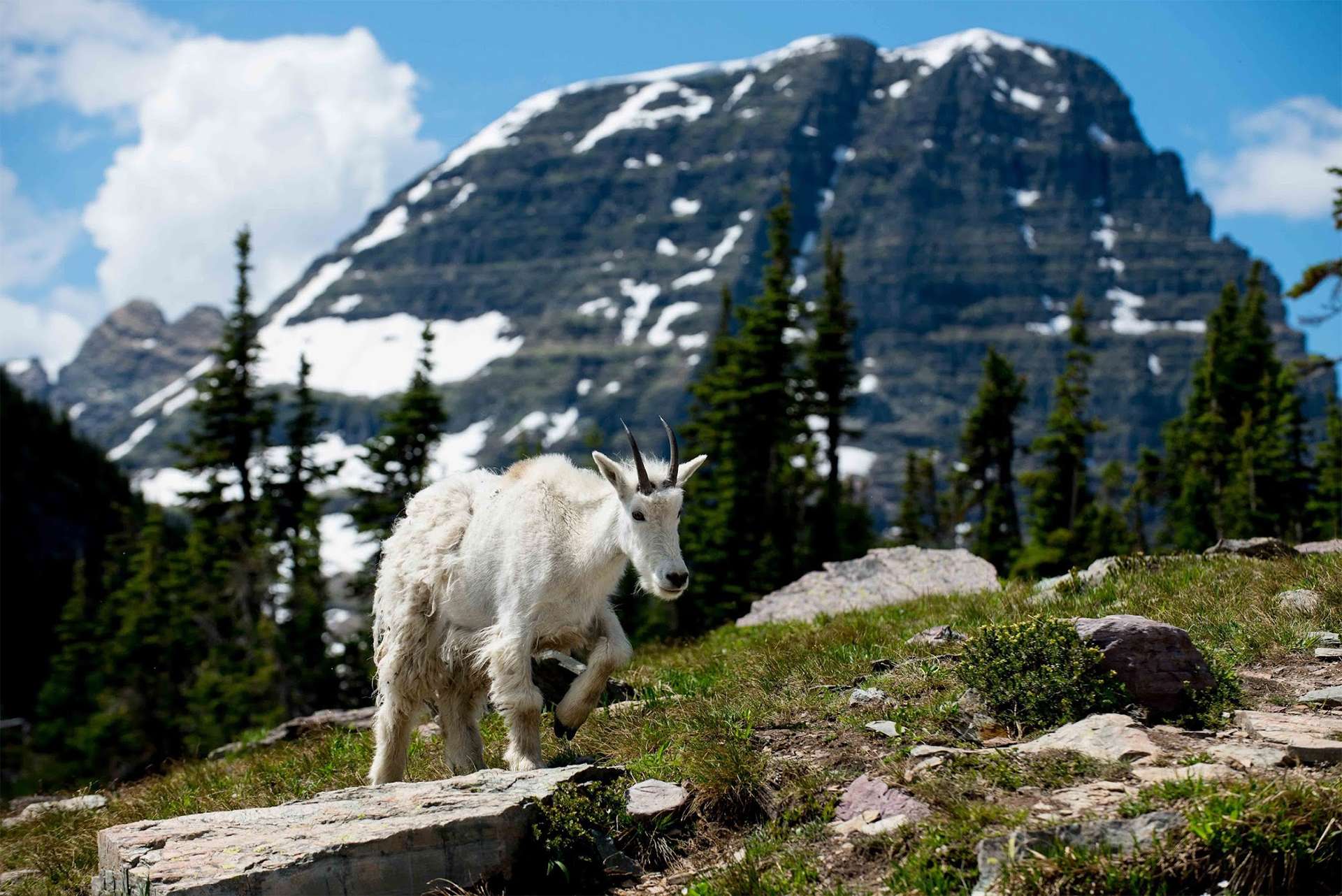 Young mountain goat traverses green rocky meadow in Glacier National Park Montana