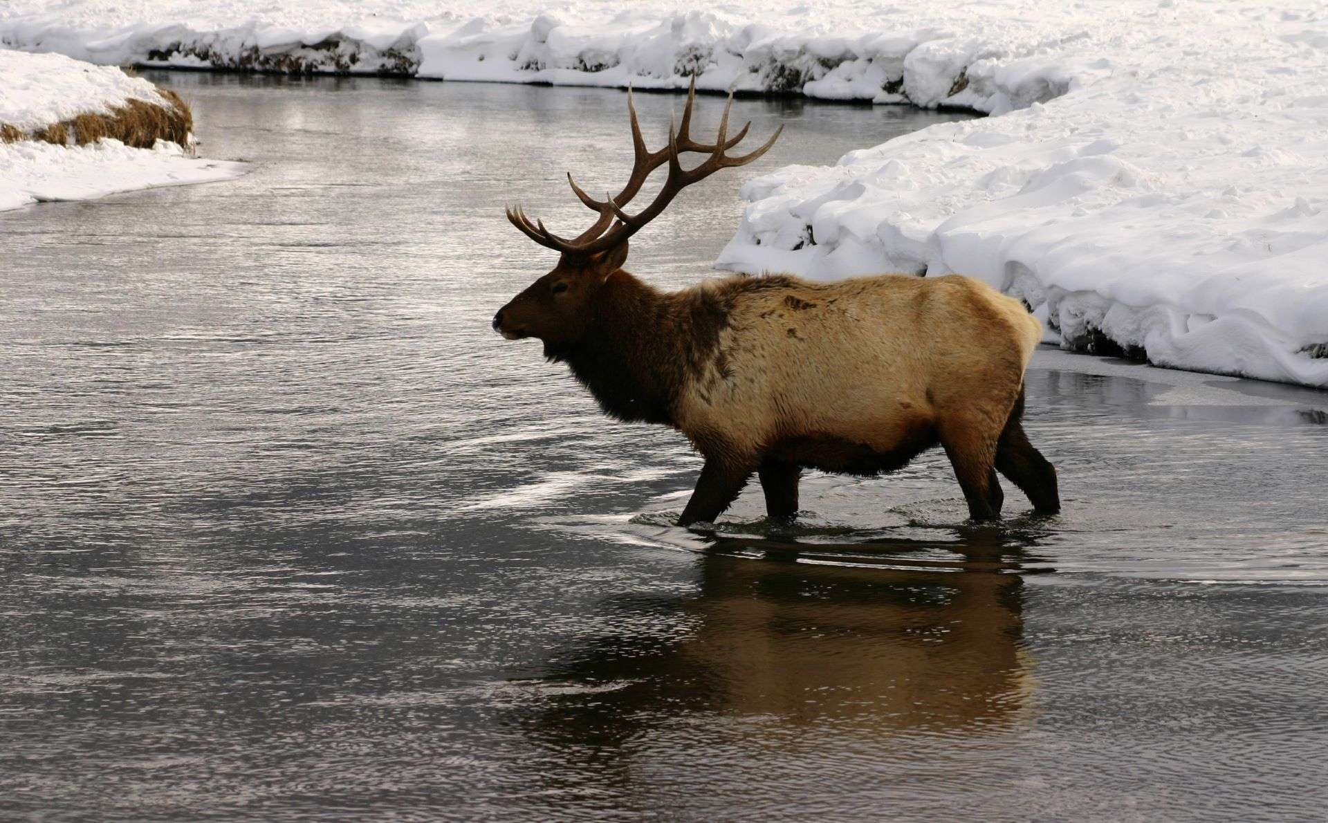 Elk crossing river in snow in Yellowstone National Park by Ben Forbes