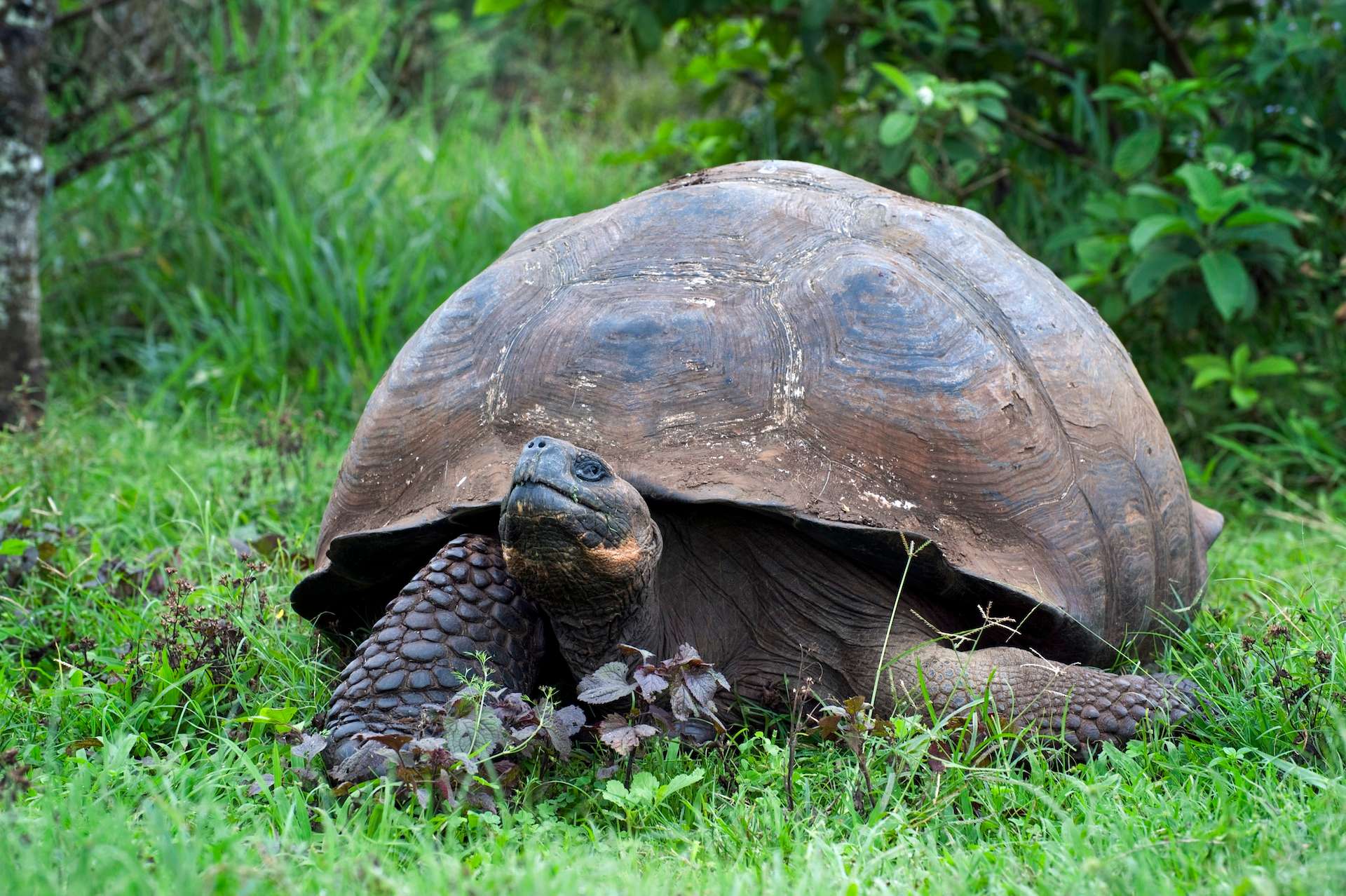 A Galapagos tortoise walking in the grass. 