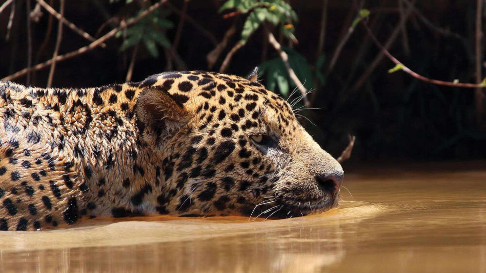 Jaguars are excellent swimmers and can often be found in waterways. Here, a jaguar takes a dip in a river in the Encontro das Águas State Park in the Brazilian Pantanal.