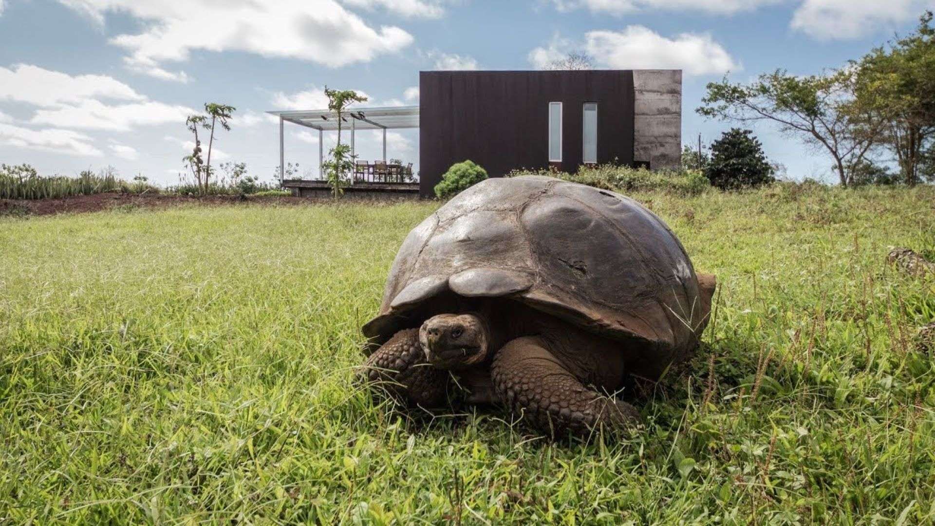 A tortoise roams the grounds at Montemar coffee farm in the Galapagos