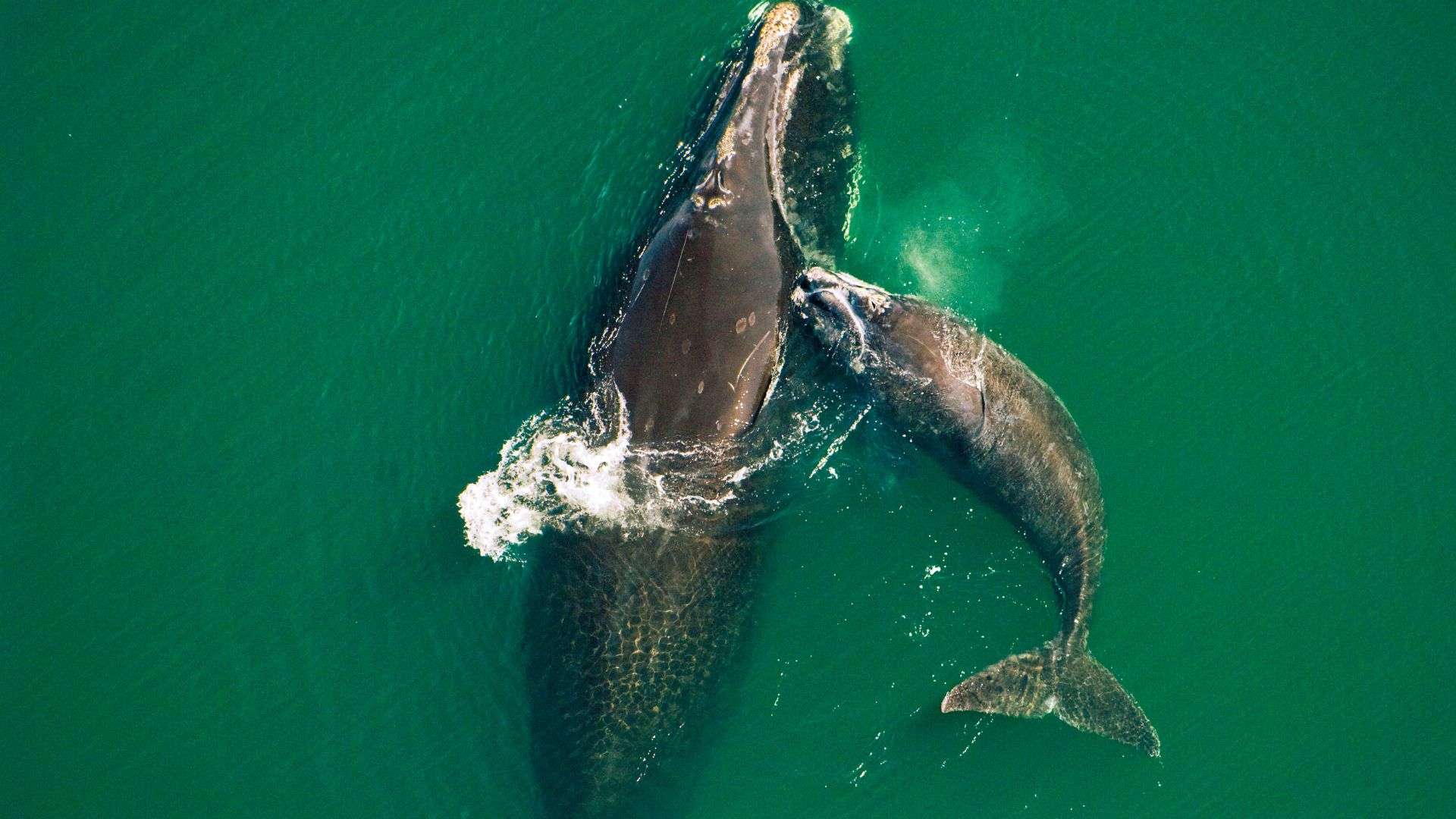 Northern right whale mother & calf (Eubalaena glacialis) off the Atlantic coast of Florida.