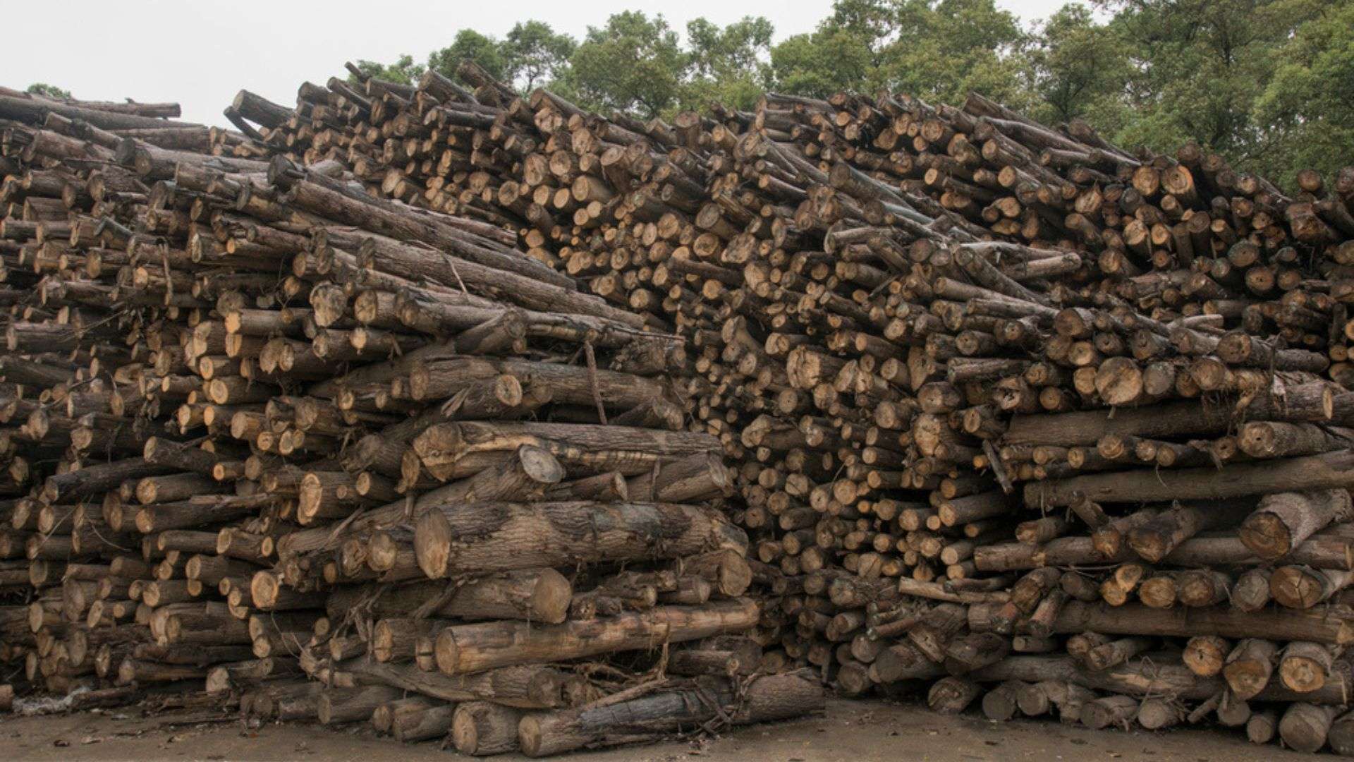 Wood stacked at a paper mill run by Yueyang Forest & Paper Co., Ltd, which is the parent company of Hunan Maoyuan Forestry Ltd, near Yueyang, Hunan, China.