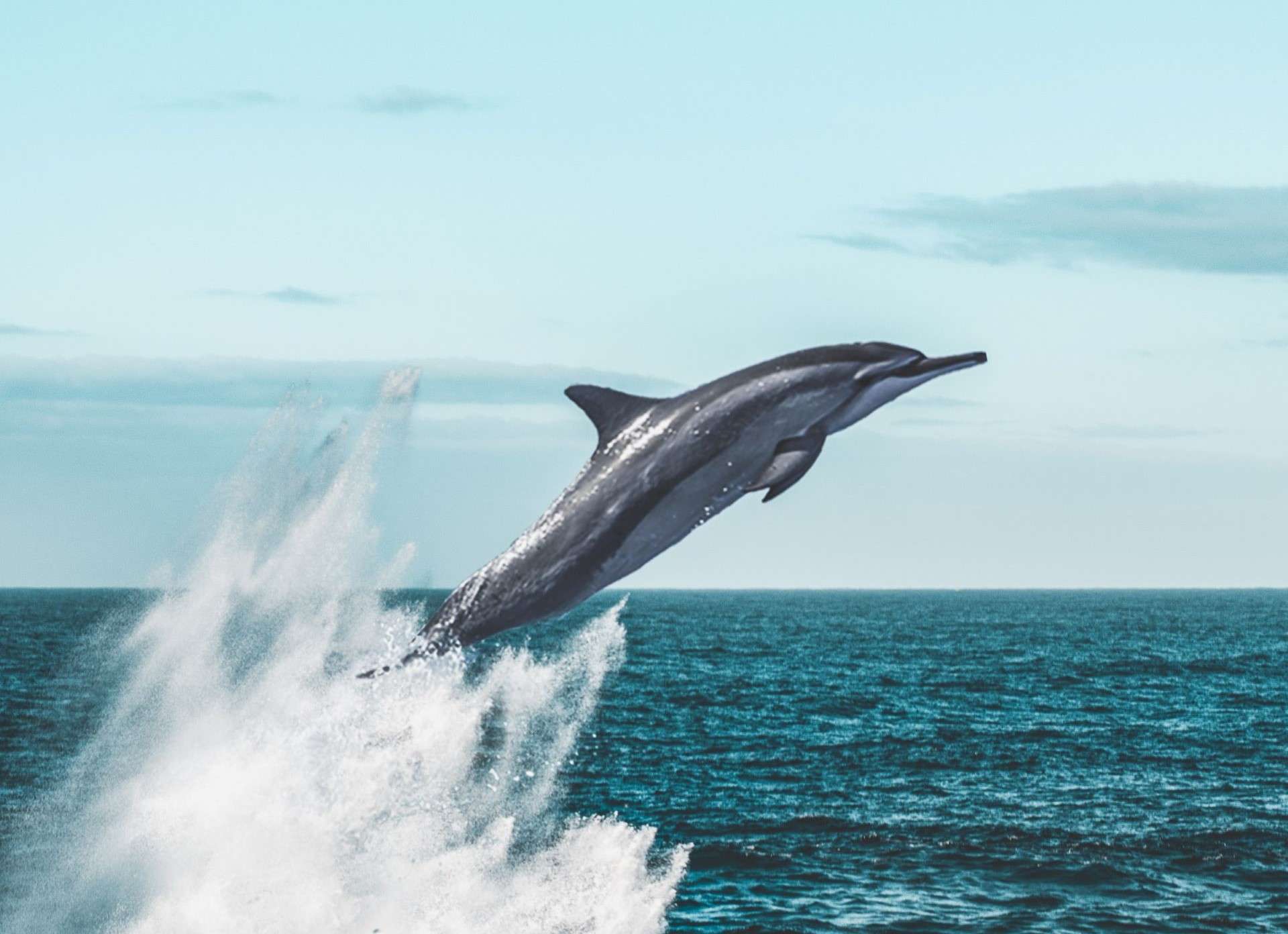 Spinner dolphin jumping