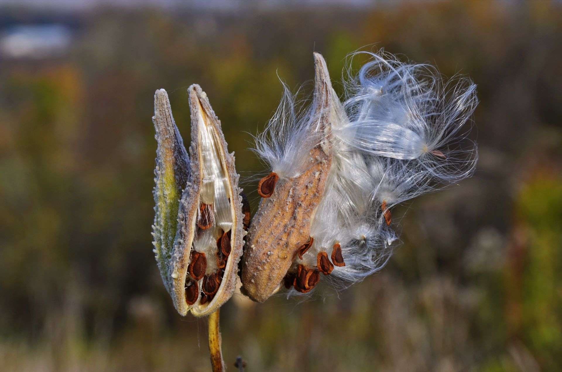 The milkweed (Asclepias siraca) splits seeds with white fluff at the end of maturation.