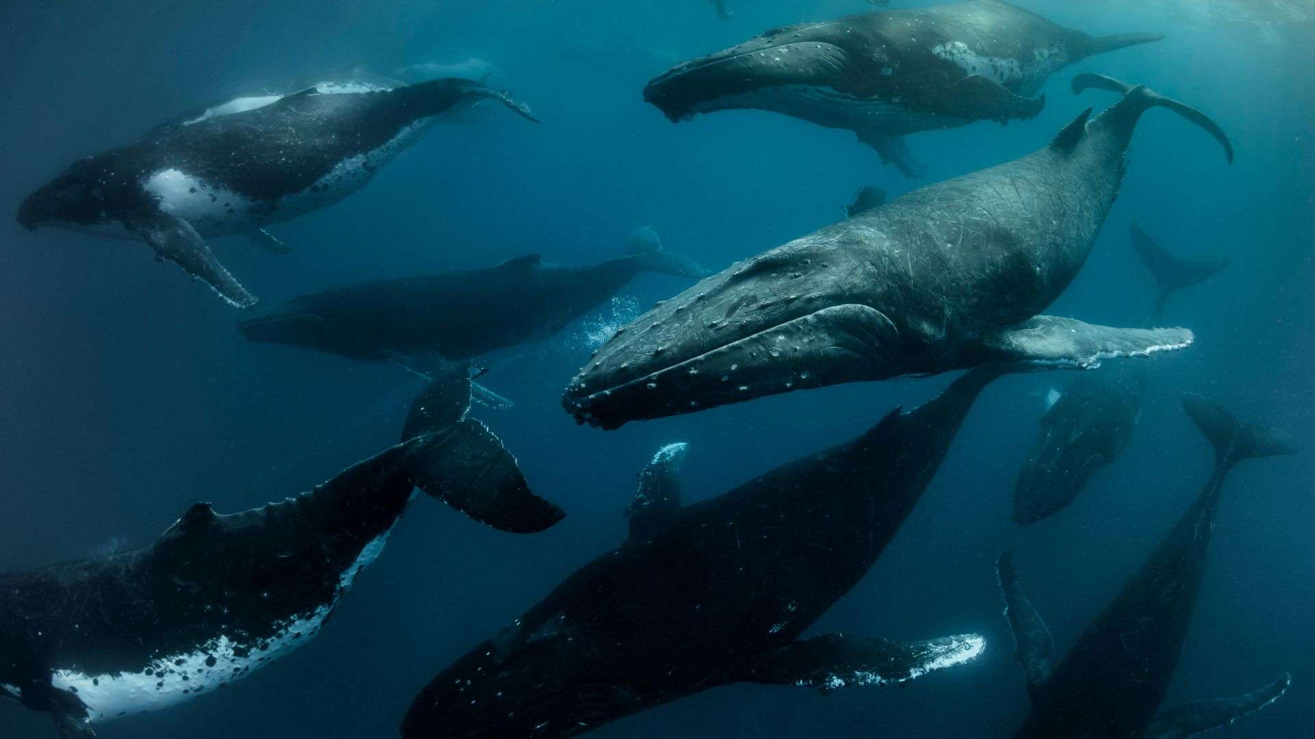 Southern Humpback Whale heat run, Kingdom of Tonga.