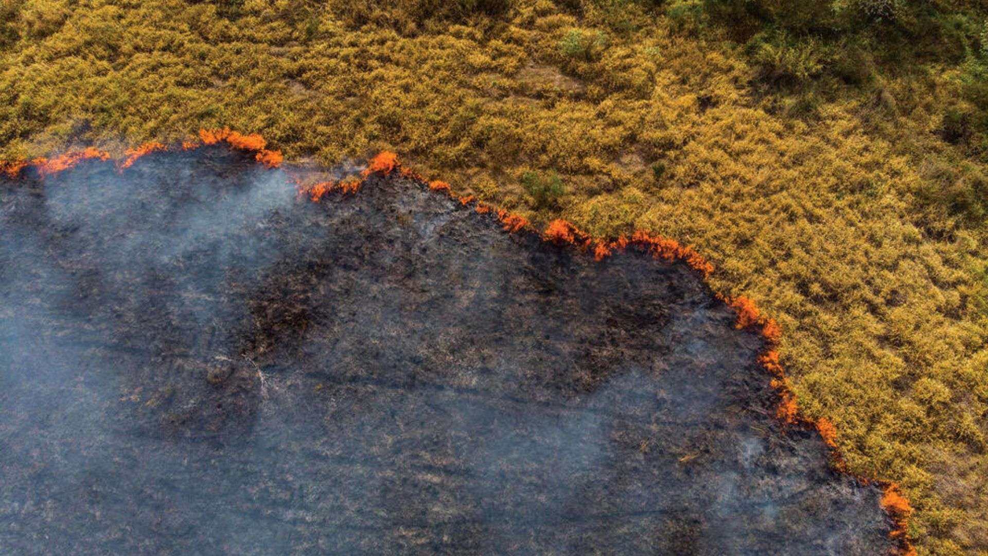 Wildfires, such as this one blazing through pastureland in Brazil, feed into the habitat fragmentation and destruction threatening jaguar populations across Latin America.