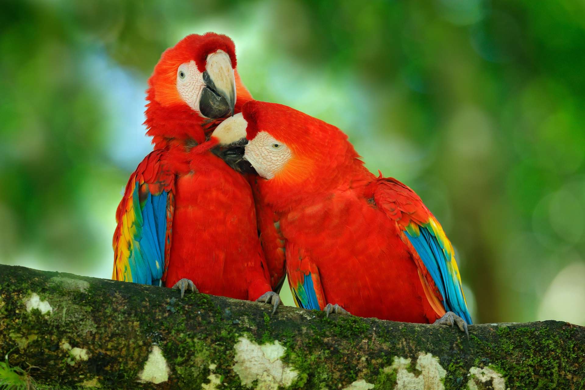 Pair of big Scarlet Macaws, Ara macao, two birds sitting on the branch, Costa rica. Wildlife love scene from tropical forest. Two beautiful parrots on tree branch in nature habitat.
