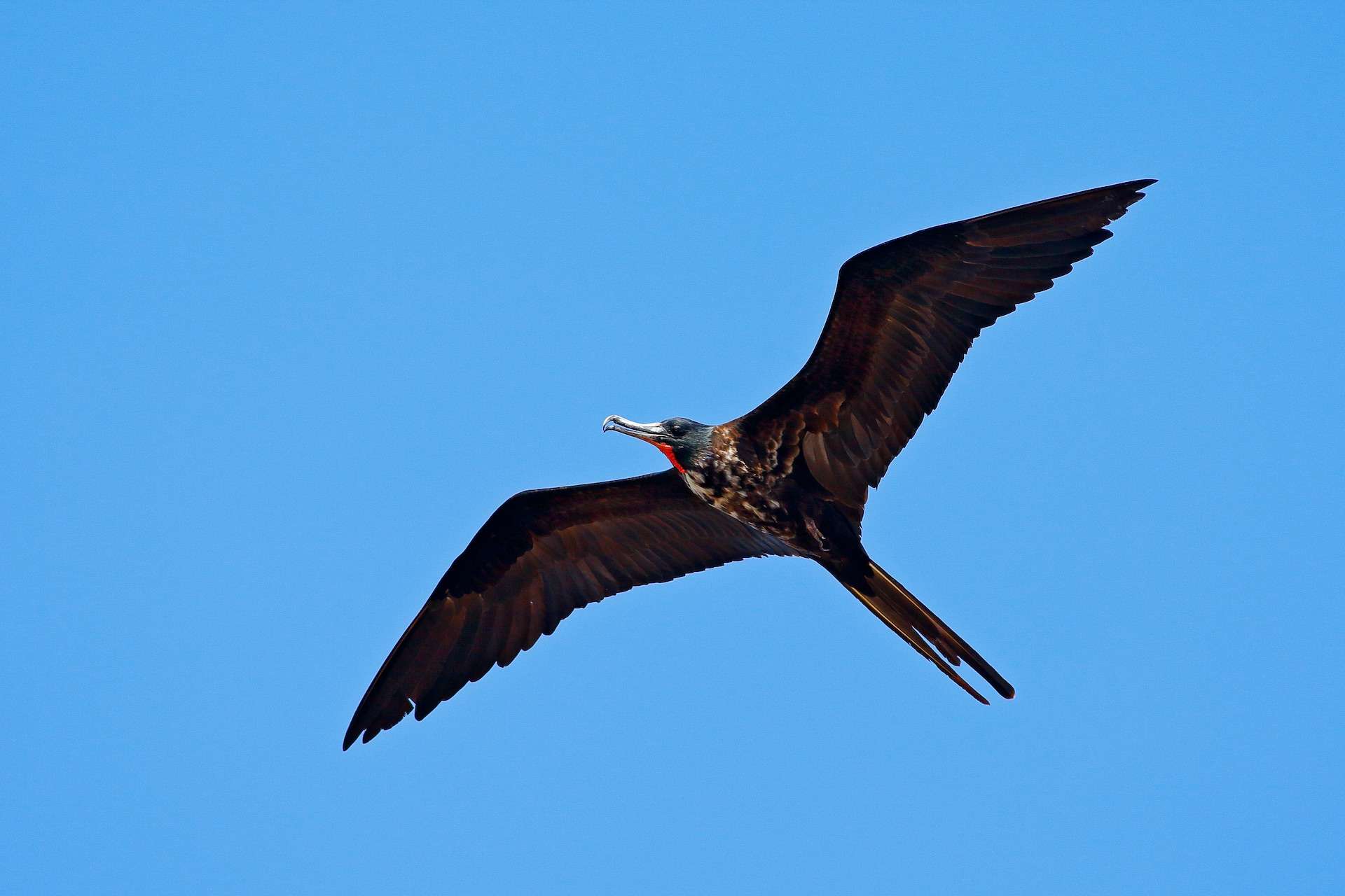 Magnificent Frigatebird, Fregata magnificens, flying bird in blue sky. Tropical sea bird from Costa Rica coast. Wildlife scene from nature.