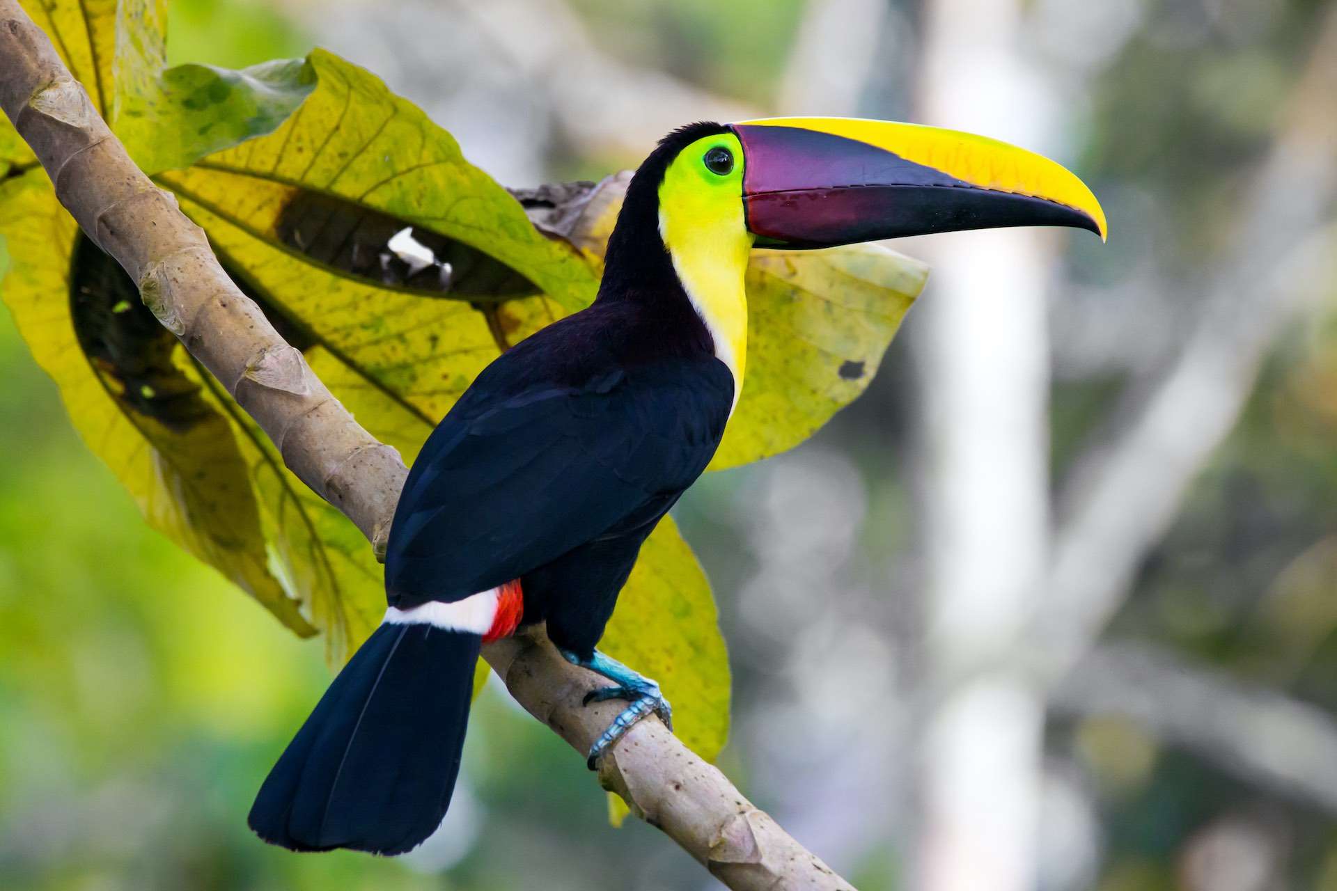 Chestnut-mandibled Toucan found on a hike in Costa Rica