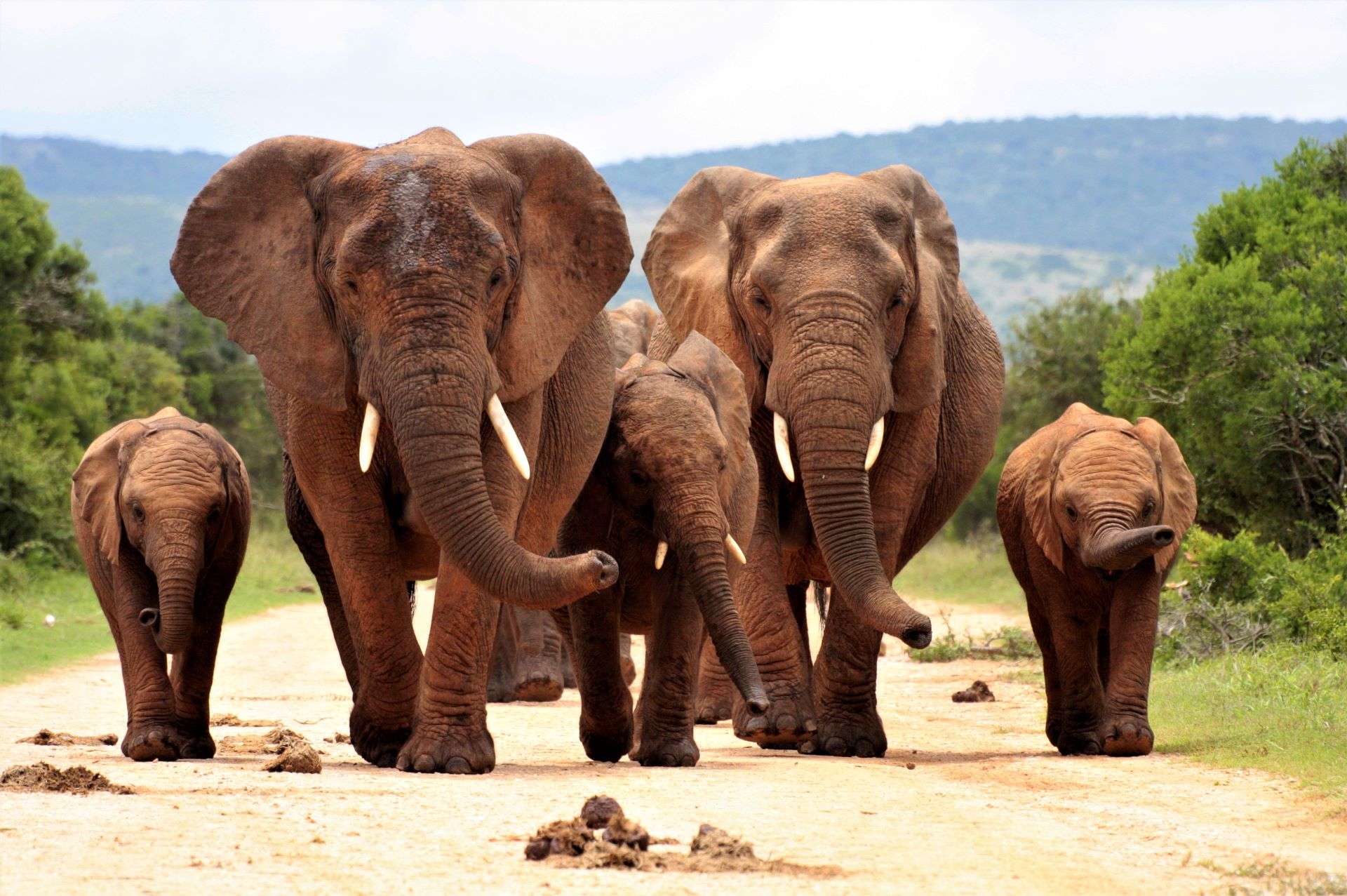 Elephants in a herd approach the camera while waving their trunks taken at South Africa's Addo Elephant National Park