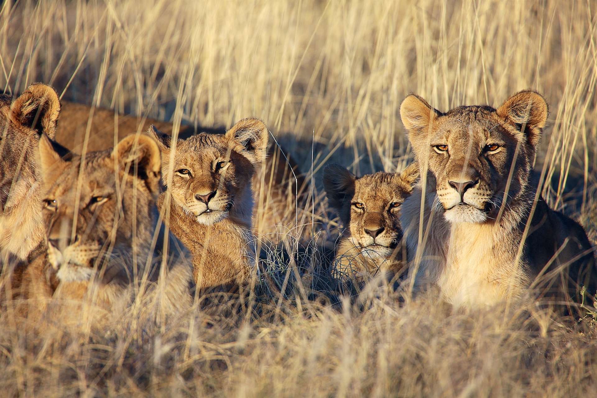 Pride of lions resting at etosha national park Namibia Africa