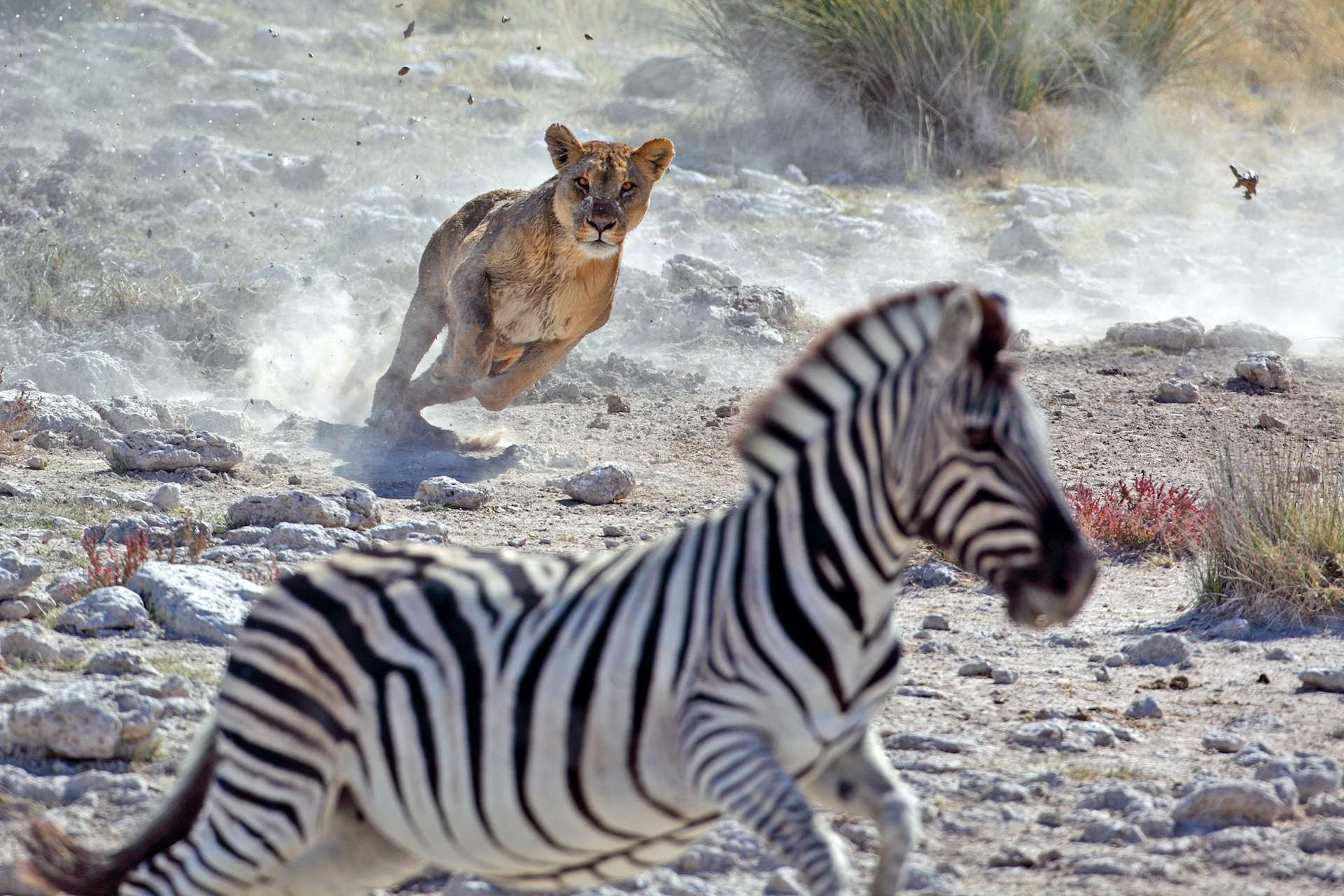Lion hunting zebra. 