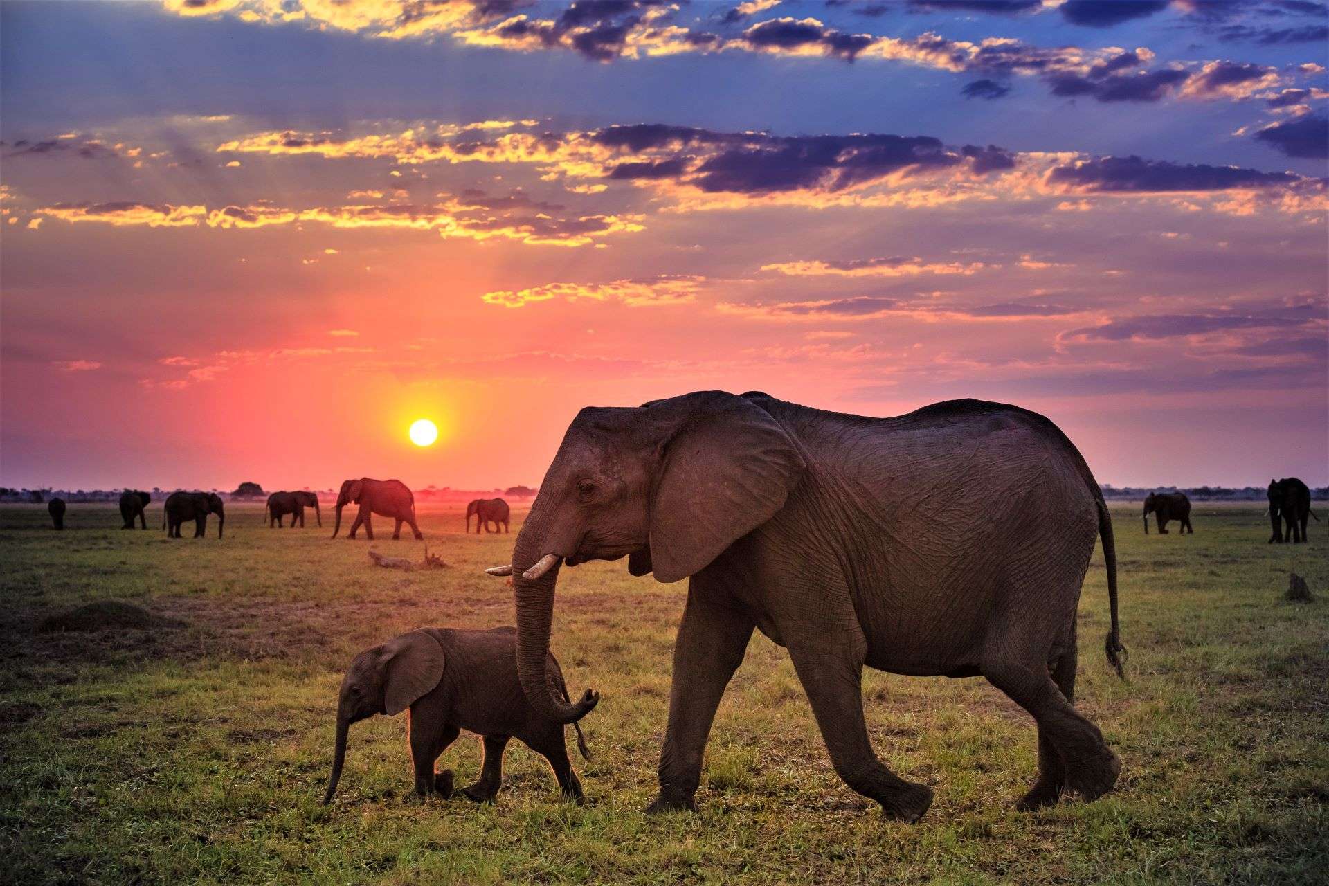 Mother elephant and her little one in Botswana