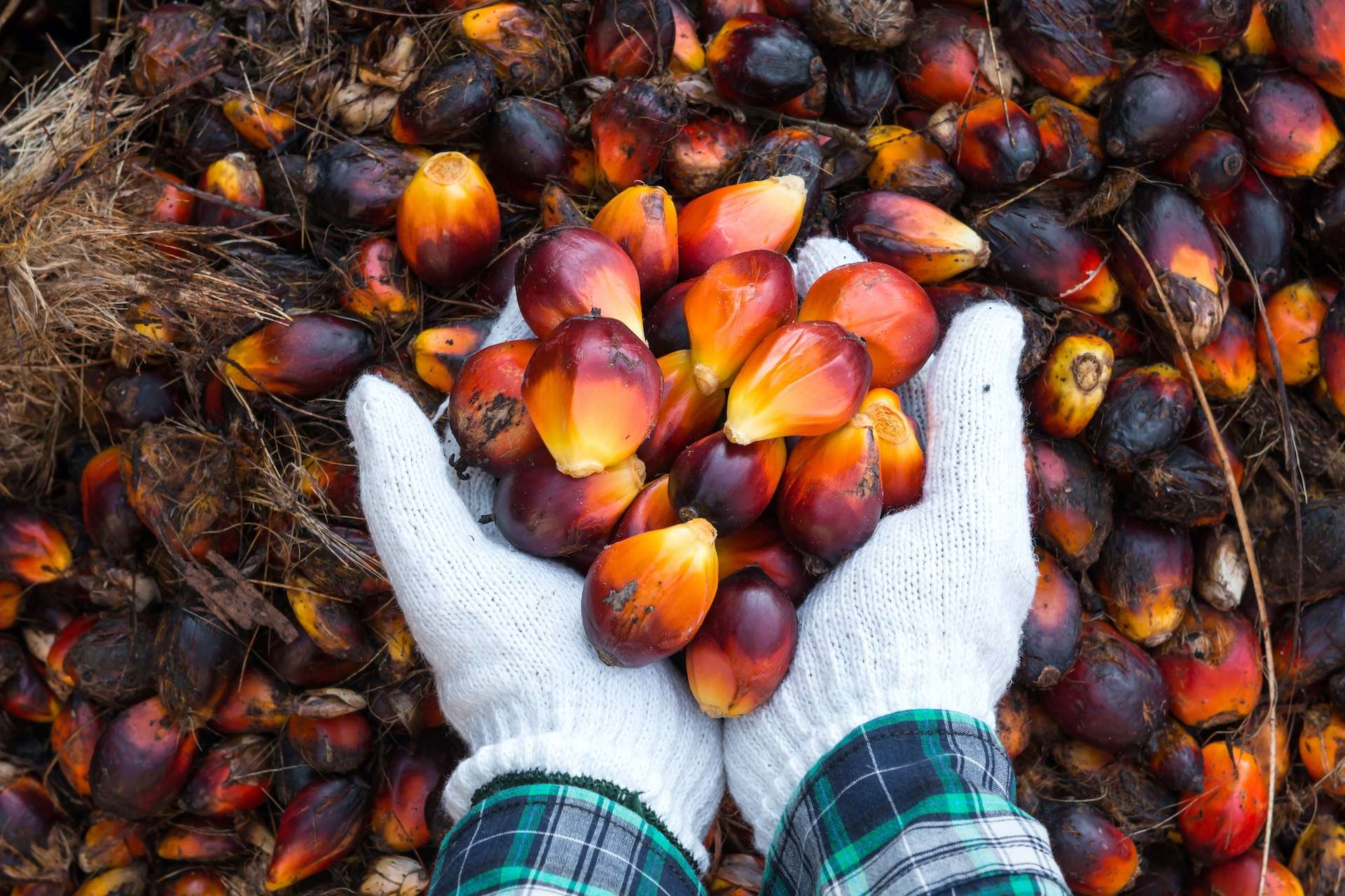 Palm oil seeds on male's hand